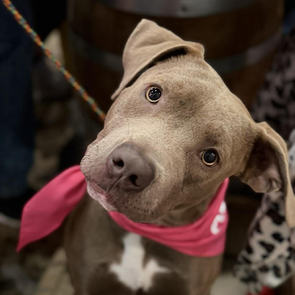Enlarge Reba, a Adoptable mixed breed in Raytown, MO image 1/6