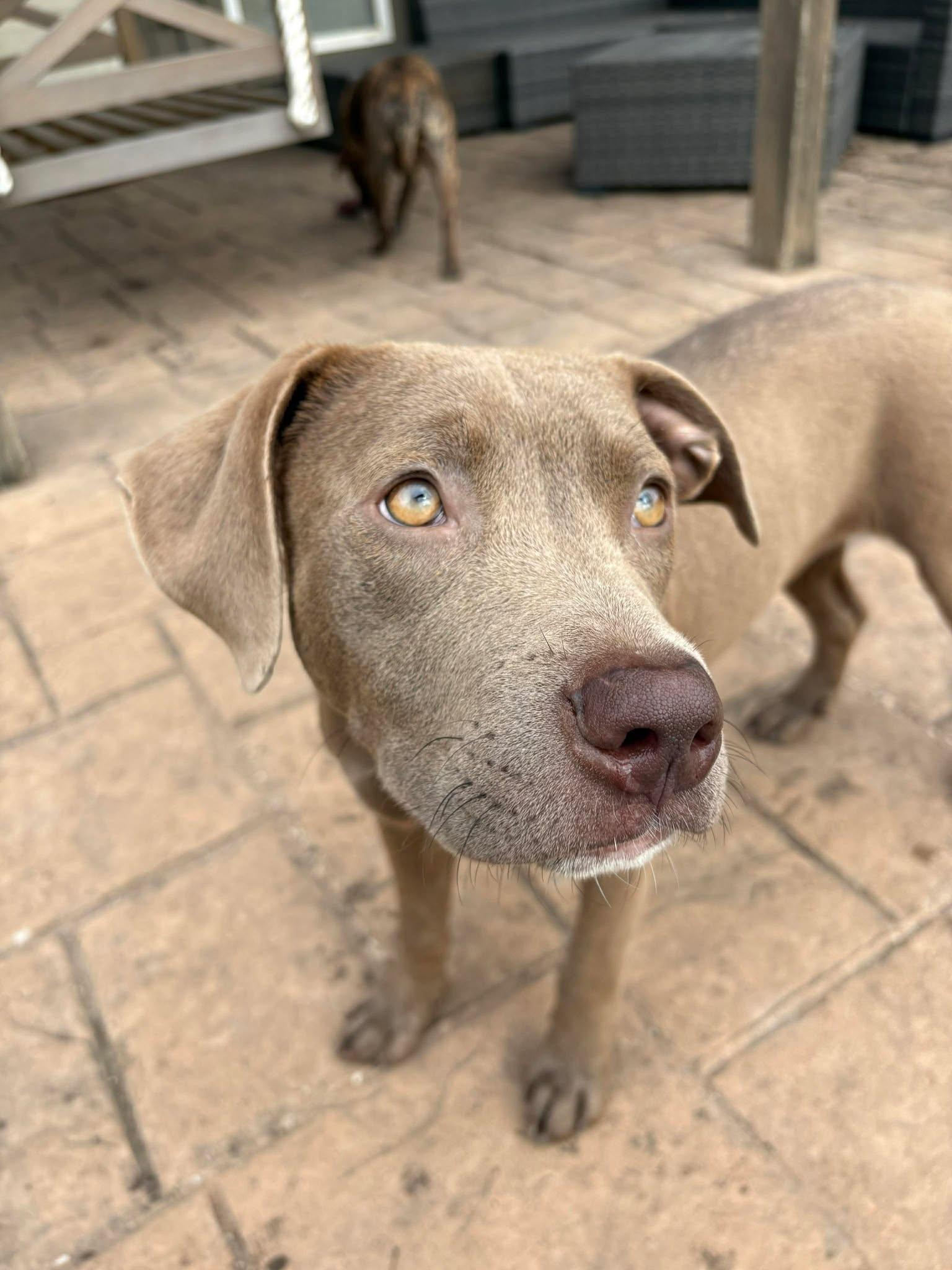 Enlarge Reba, a Adoptable mixed breed in Raytown, MO image 5/6