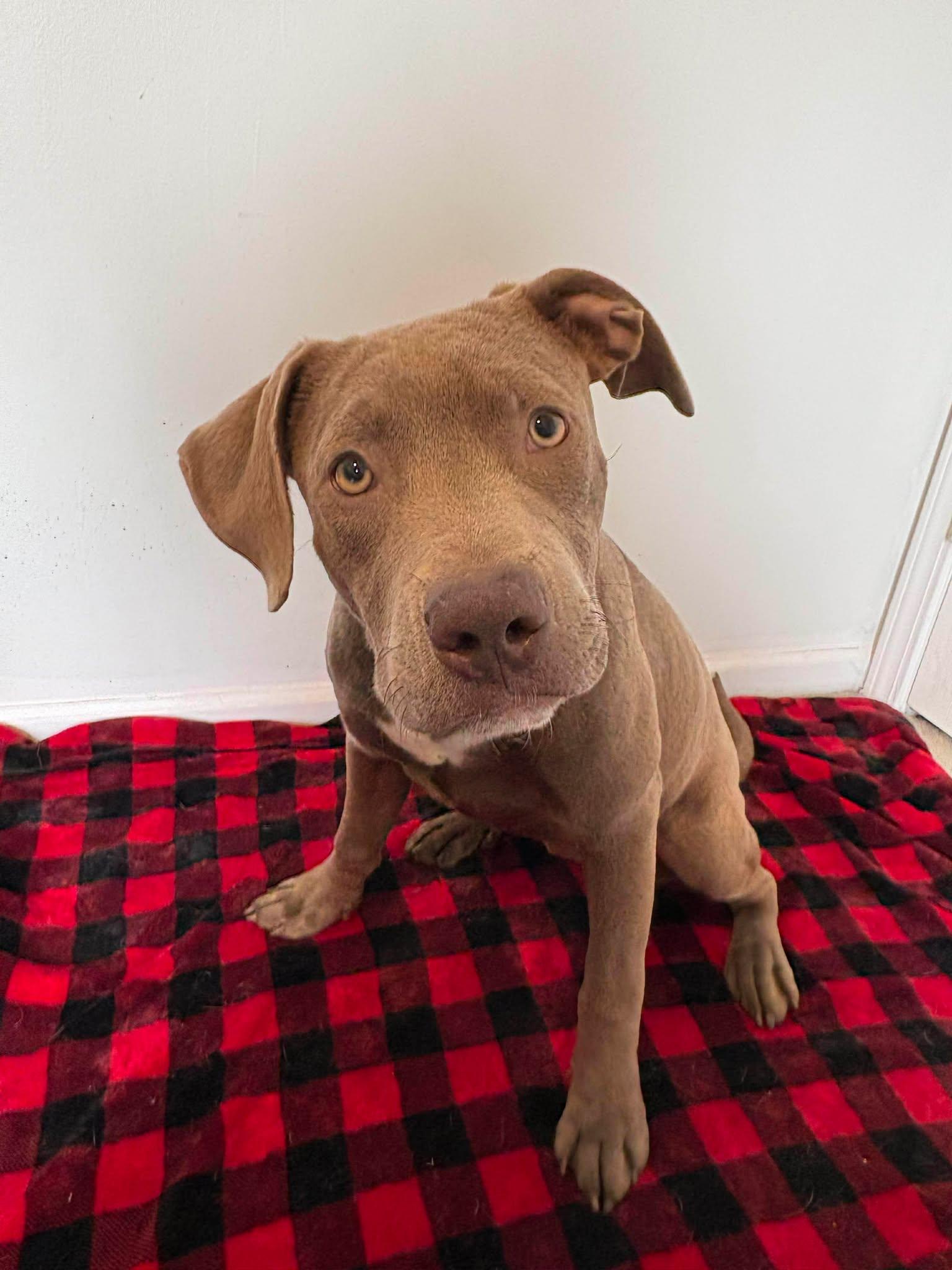 Enlarge Reba, a Adoptable mixed breed in Raytown, MO image 3/6