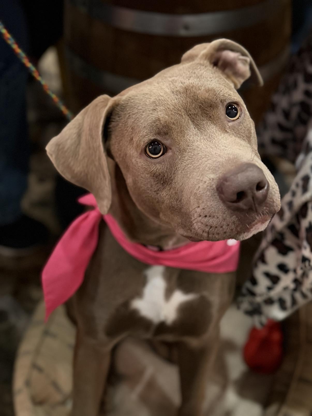 Enlarge Reba, a Adoptable mixed breed in Raytown, MO image 4/6