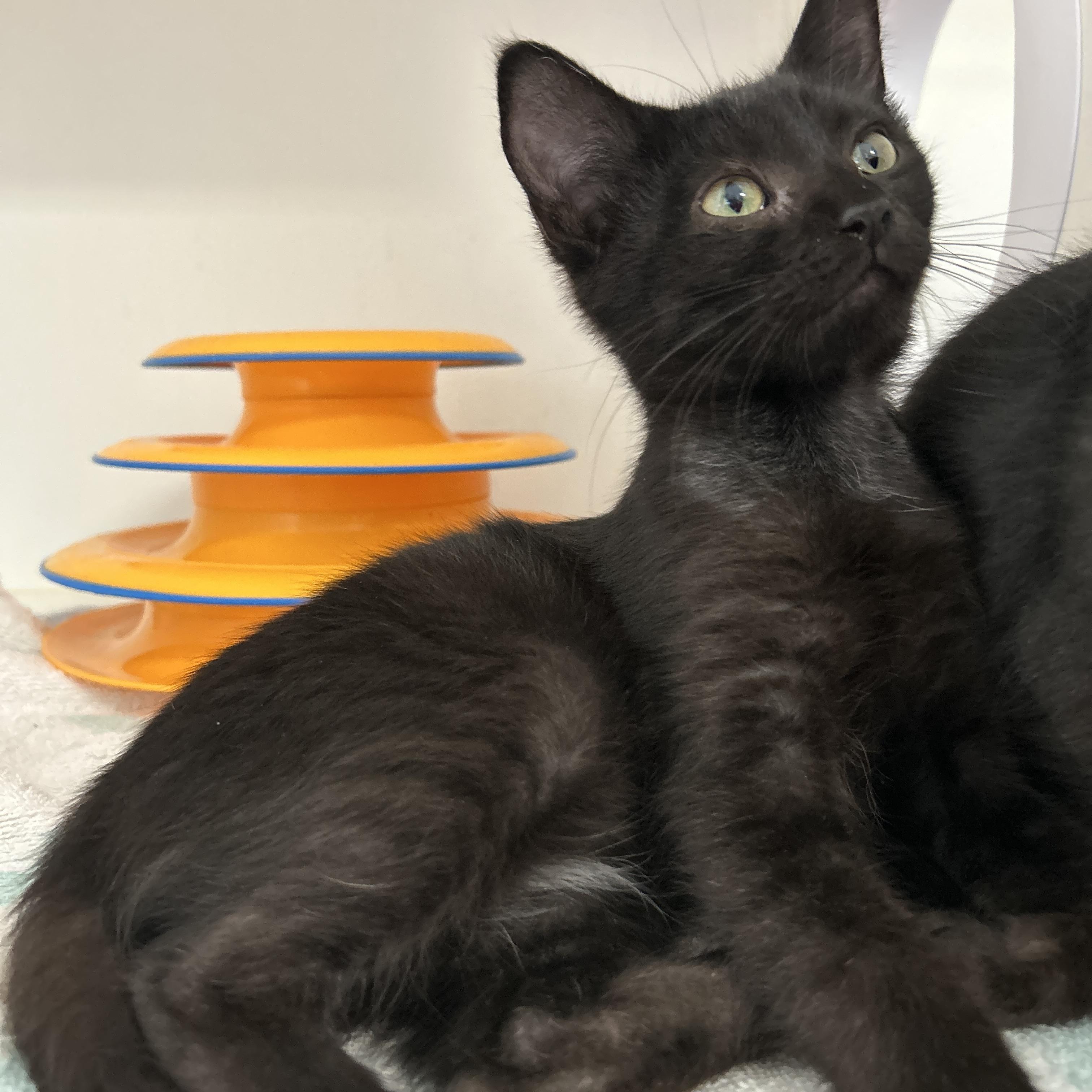 Enlarge Tanka Jahari, a Adopted Domestic Short Hair in La Grange Park, IL image 2/3