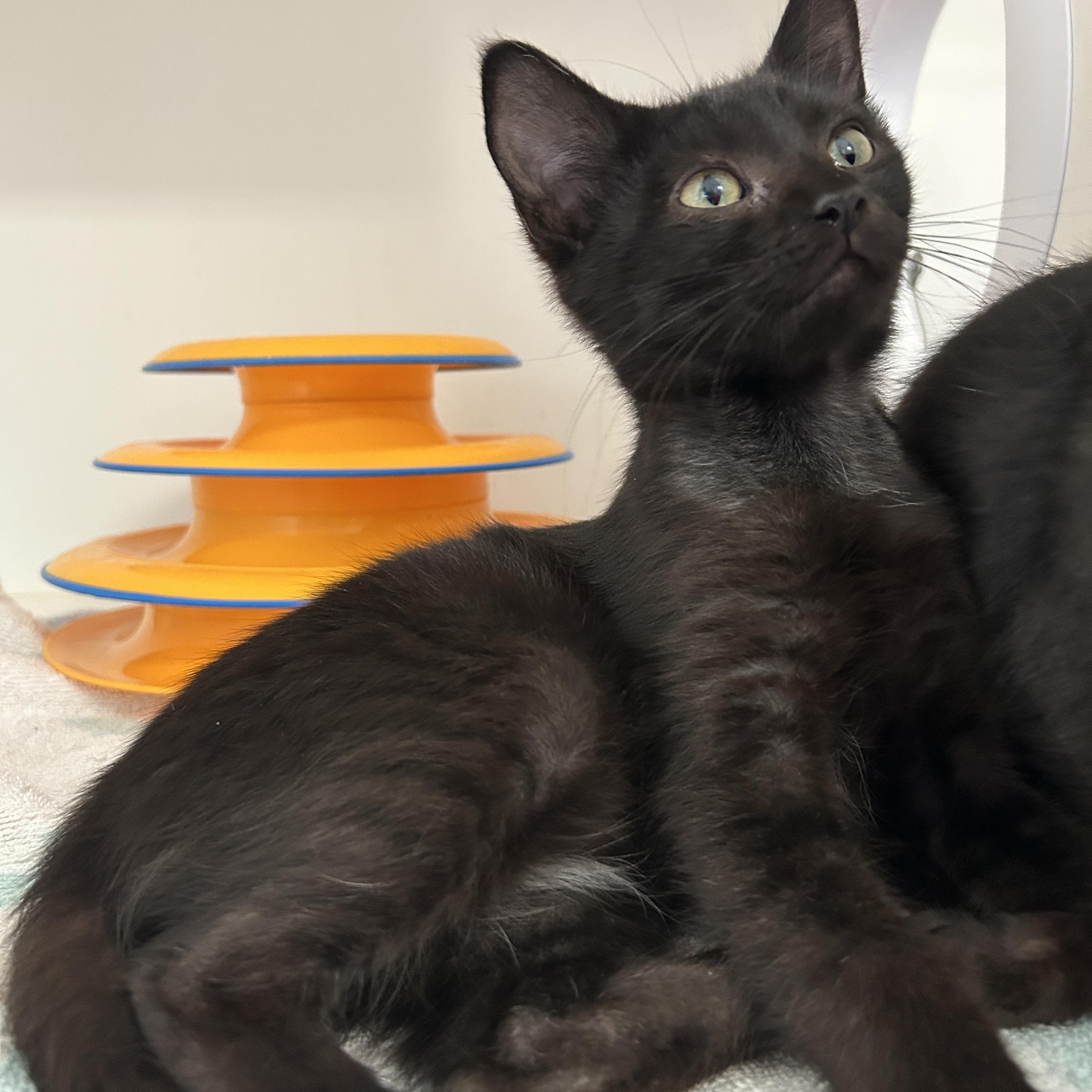 Enlarge Tanka Jahari, a Adopted Domestic Short Hair in La Grange Park, IL image 3/3