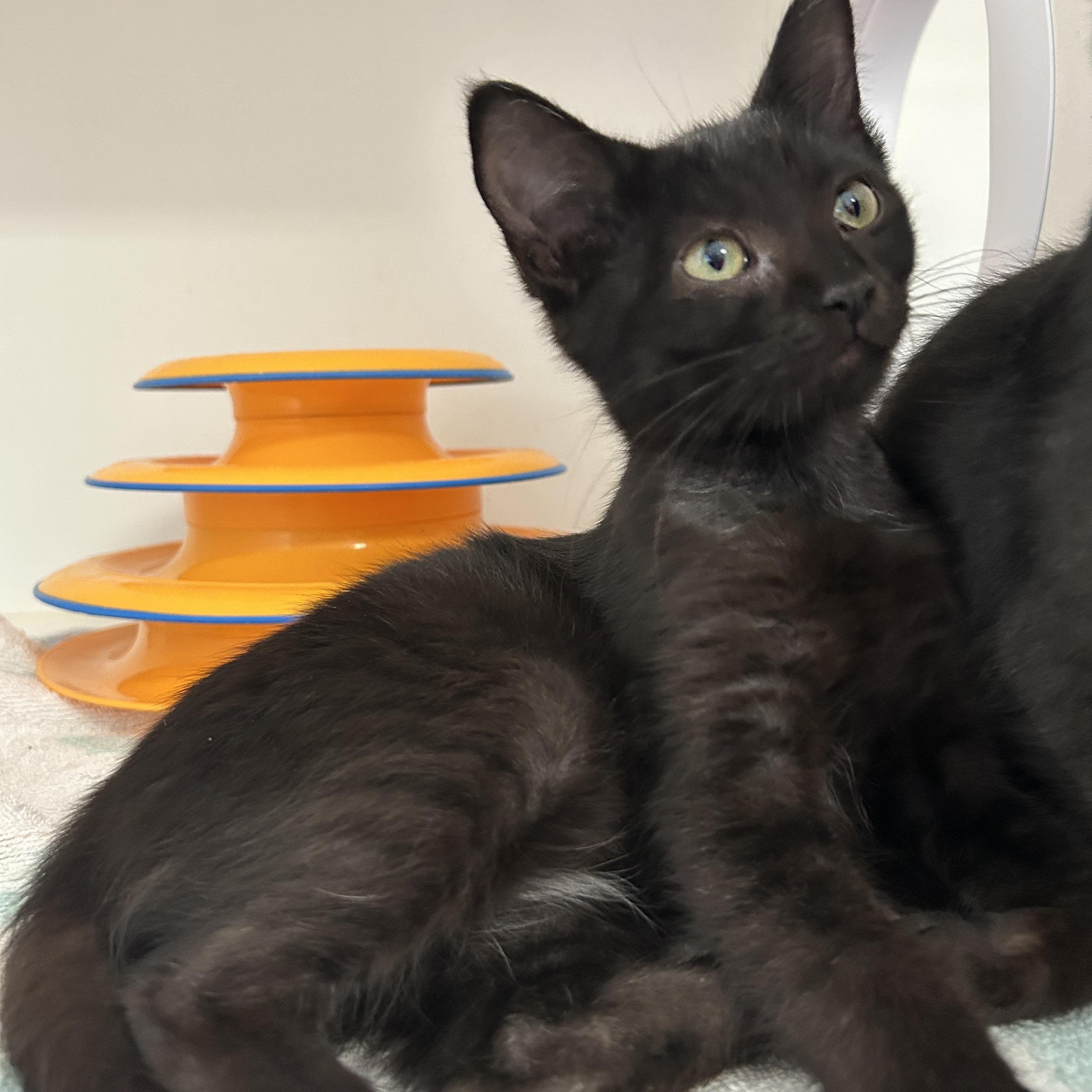 Tanka Jahari, Adopted, Kitten Female Domestic Short Hair.