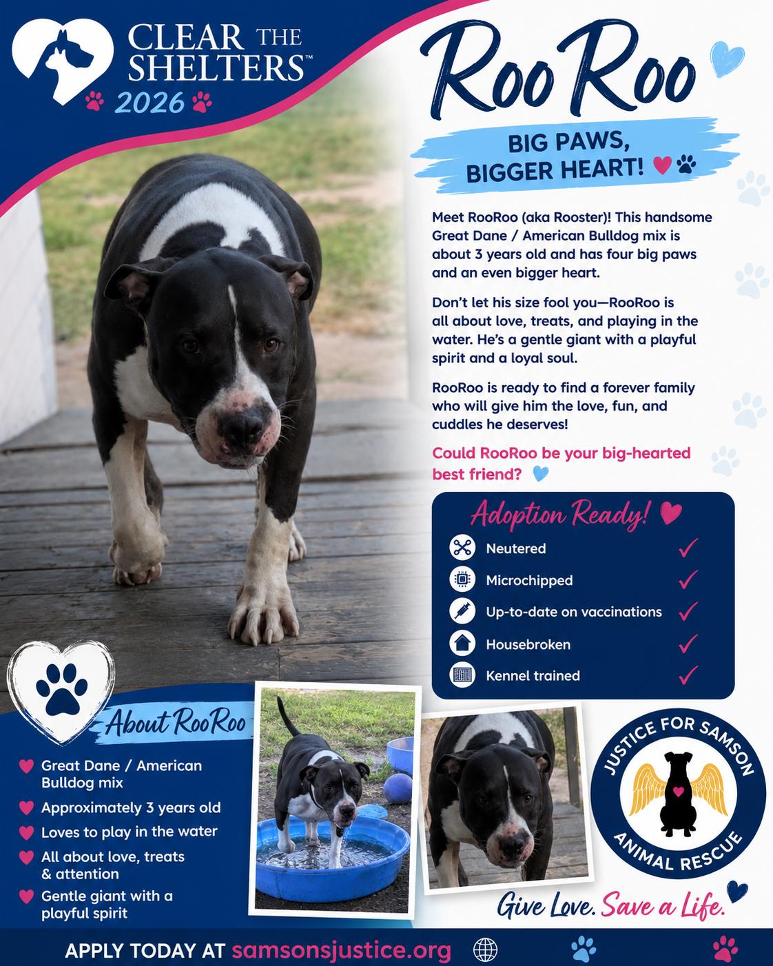 Rooster, Adoptable, Puppy Male American Staffordshire Terrier & Great Dane.