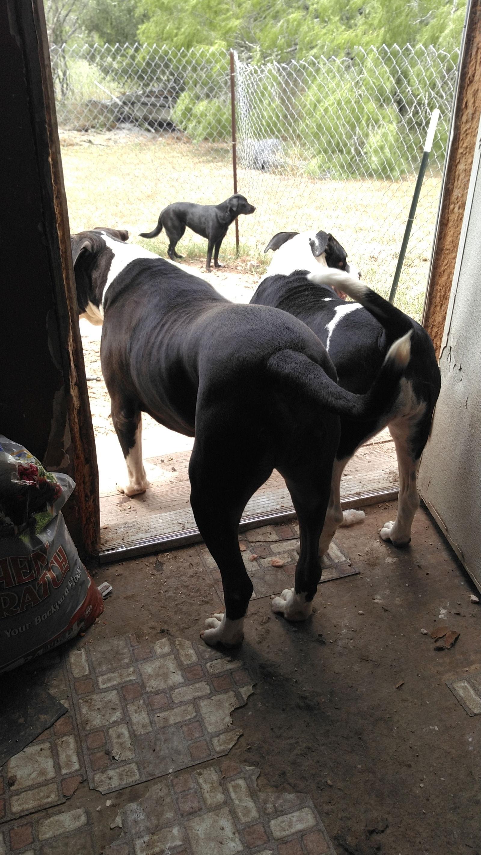 Rooster, a Adoptable mixed breed in Orange Grove, TX image 2/3