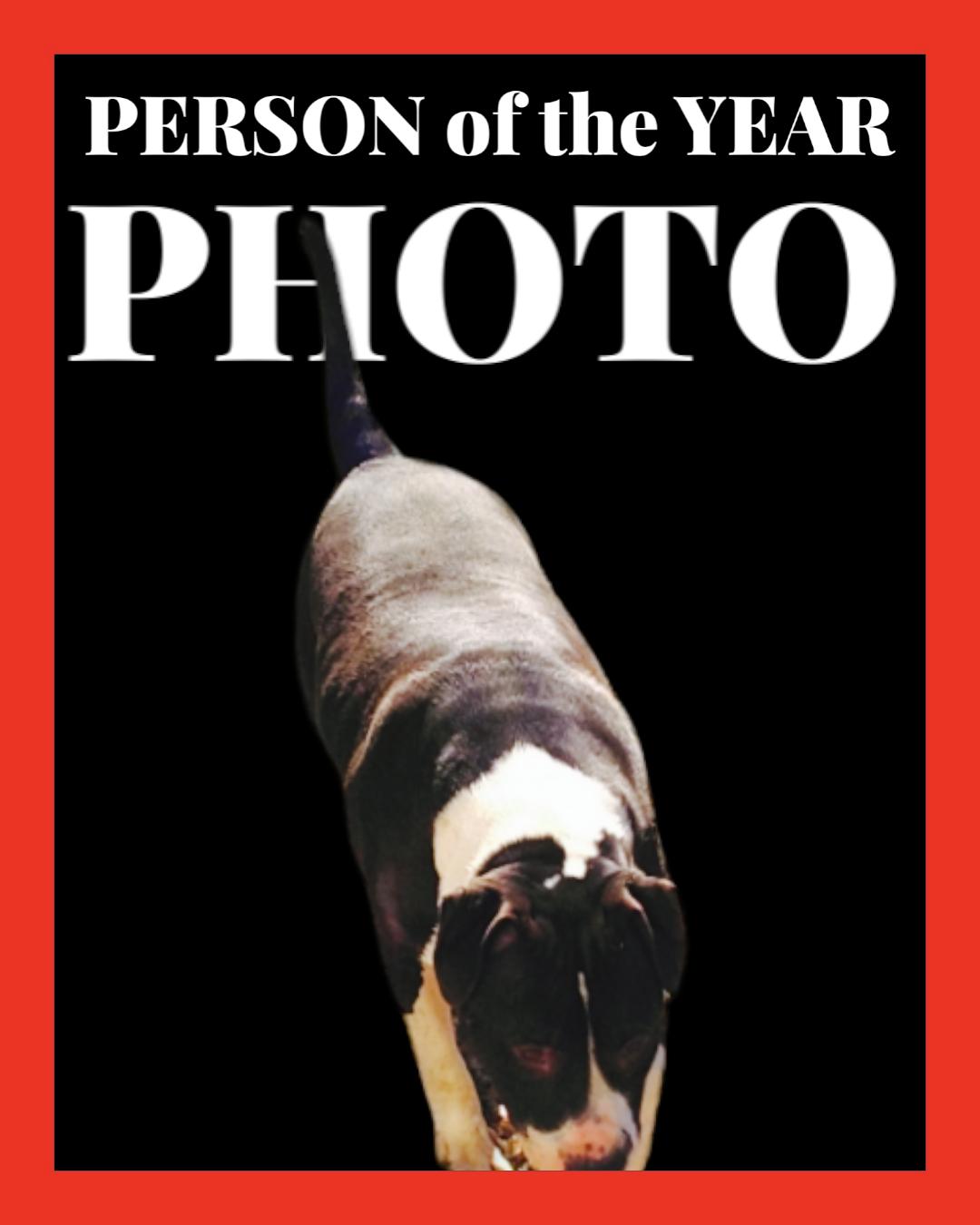 Rooster, a Adoptable mixed breed in Orange Grove, TX image 3/3