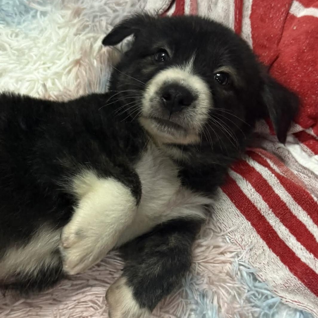 Captain Crunch, an adoptable mixed breed in Wando, SC image 3/6