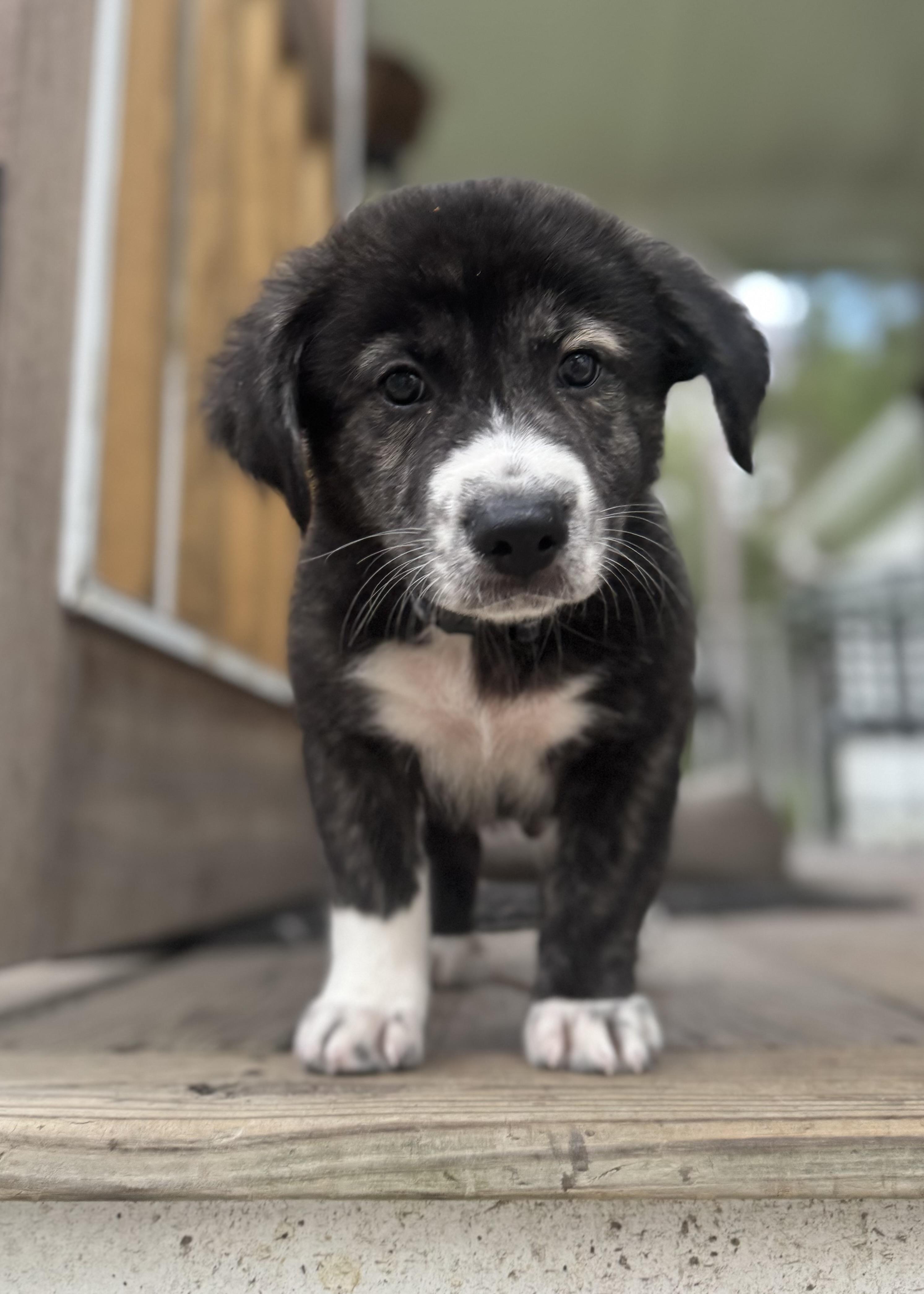 Captain Crunch, adoptable, Puppy Male Basset Hound.