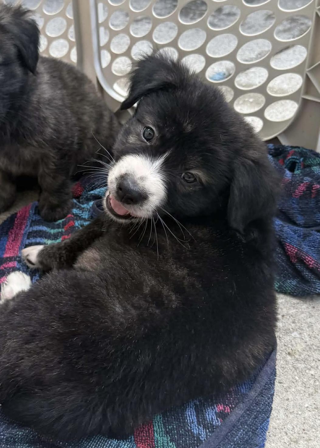 Captain Crunch, an adoptable mixed breed in Wando, SC image 4/6