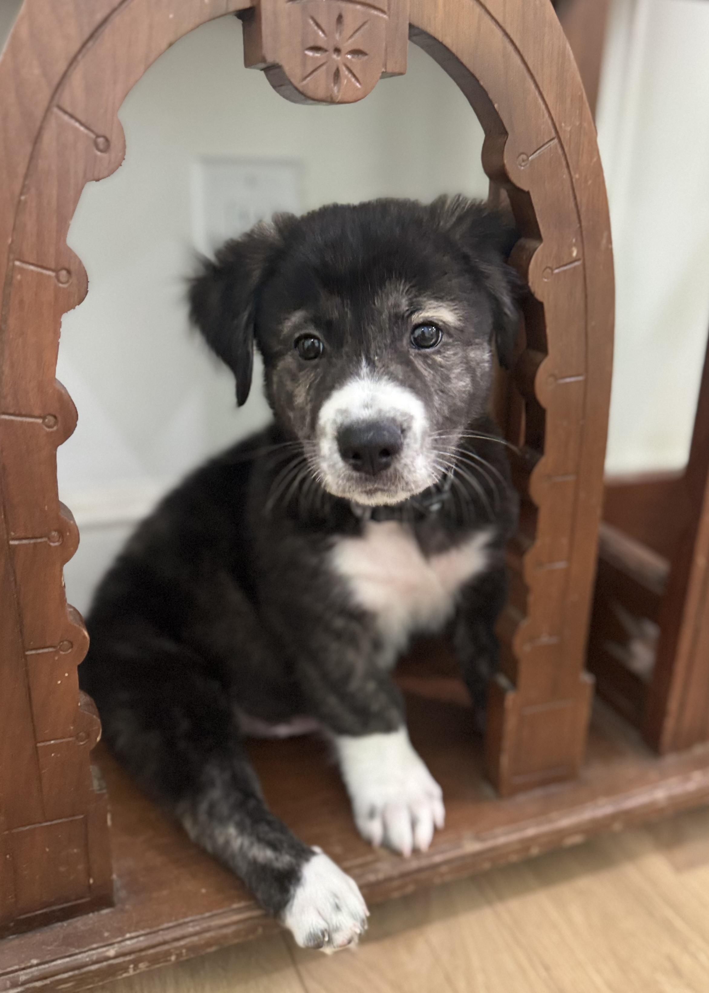 Captain Crunch, an adoptable mixed breed in Wando, SC image 2/6