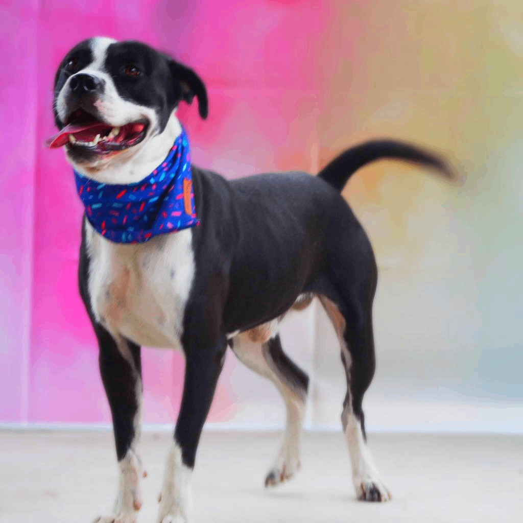 Springer JuM, Adult Male Pit Bull Terrier