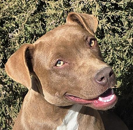 Sweet LIL Ms Sassy ~ Snuggle Bunny, Young Female American Staffordshire Terrier