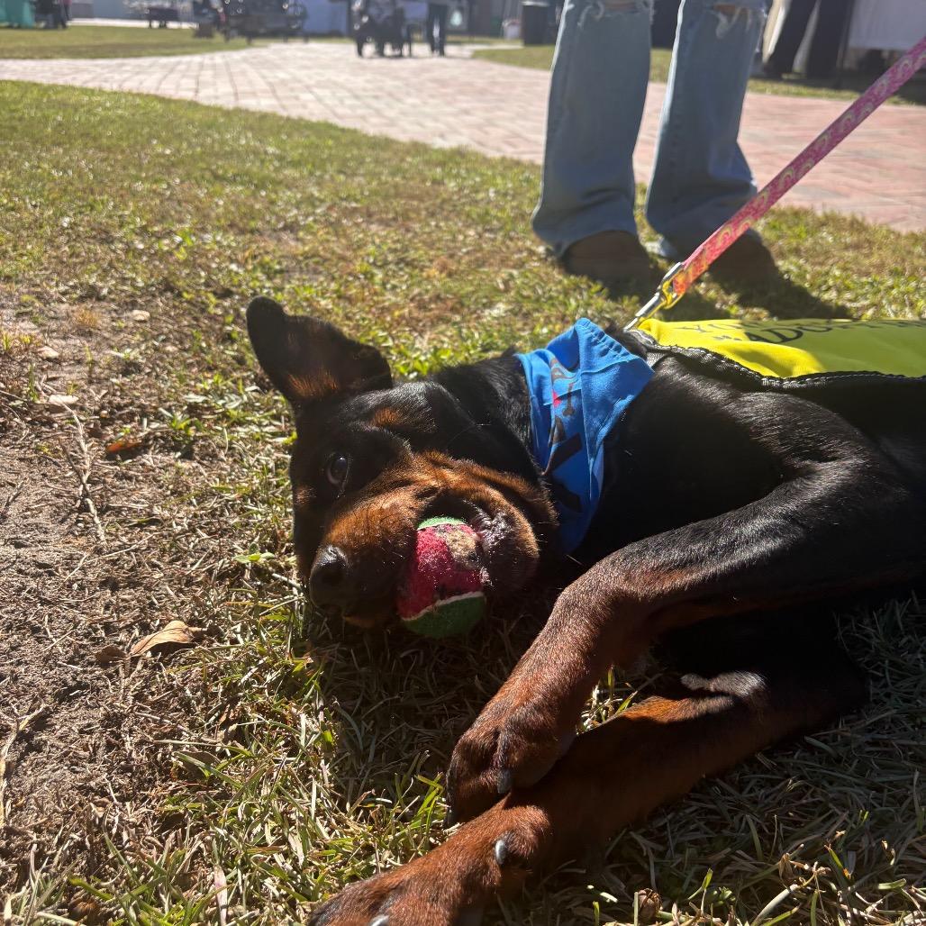 Enlarge Cora, a Adoptable mixed breed in Valdosta , GA image 1/6