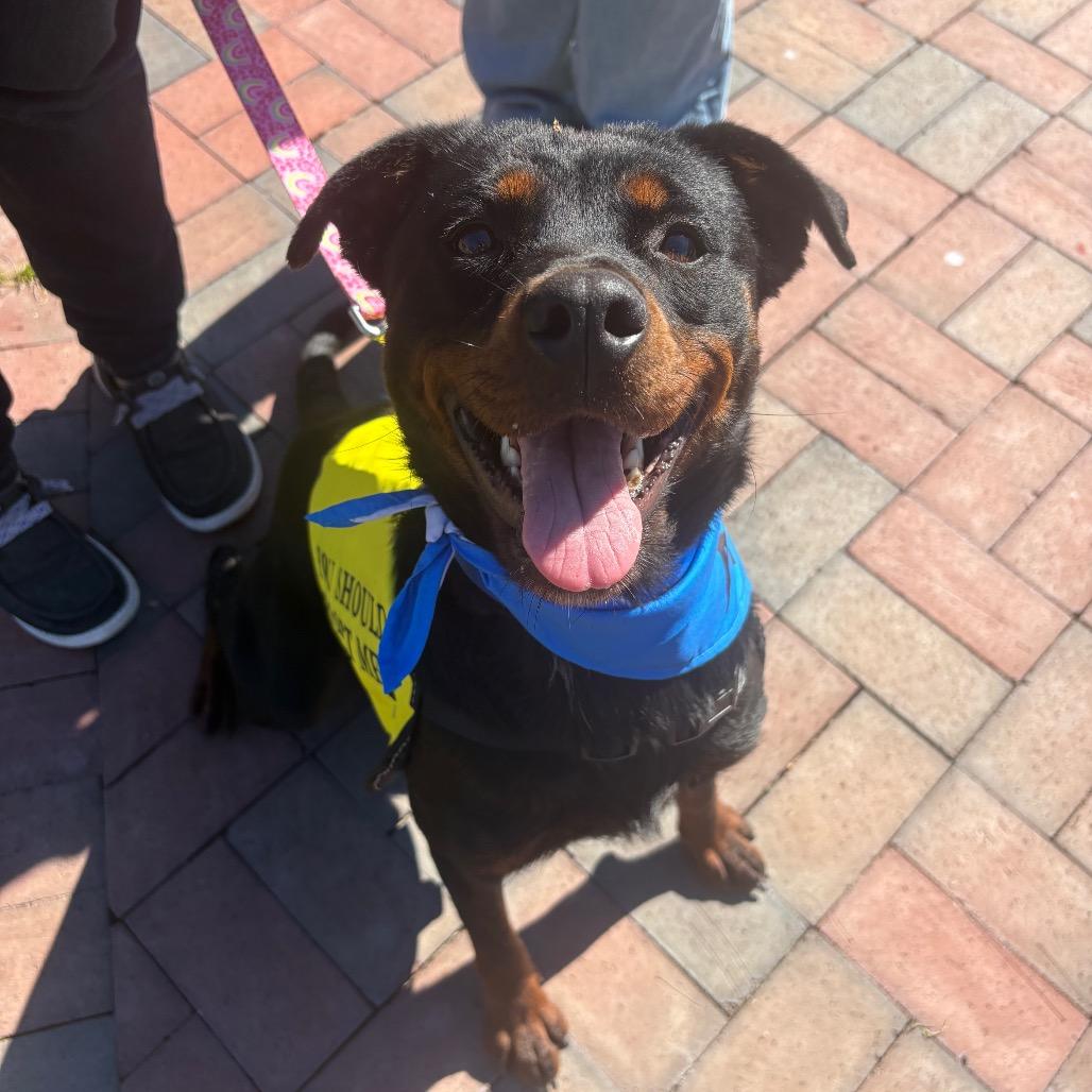 Enlarge Cora, a Adoptable mixed breed in Valdosta , GA image 3/6