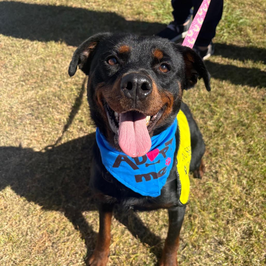 Enlarge Cora, a Adoptable mixed breed in Valdosta , GA image 4/6