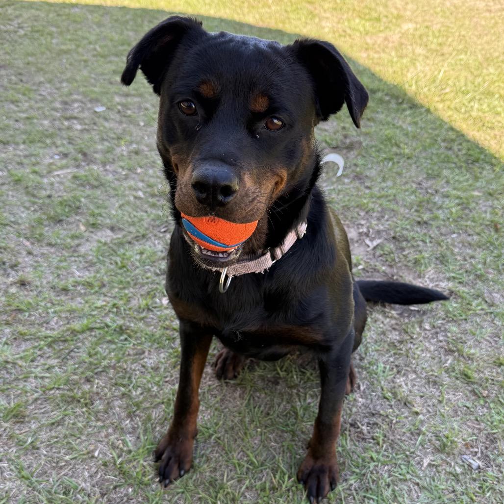 Enlarge Cora, a Adoptable mixed breed in Valdosta , GA image 5/6