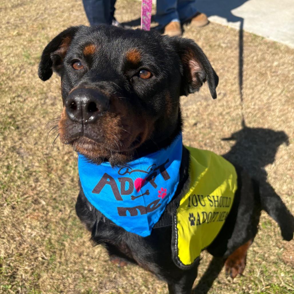 Enlarge Cora, a Adoptable mixed breed in Valdosta , GA image 6/6