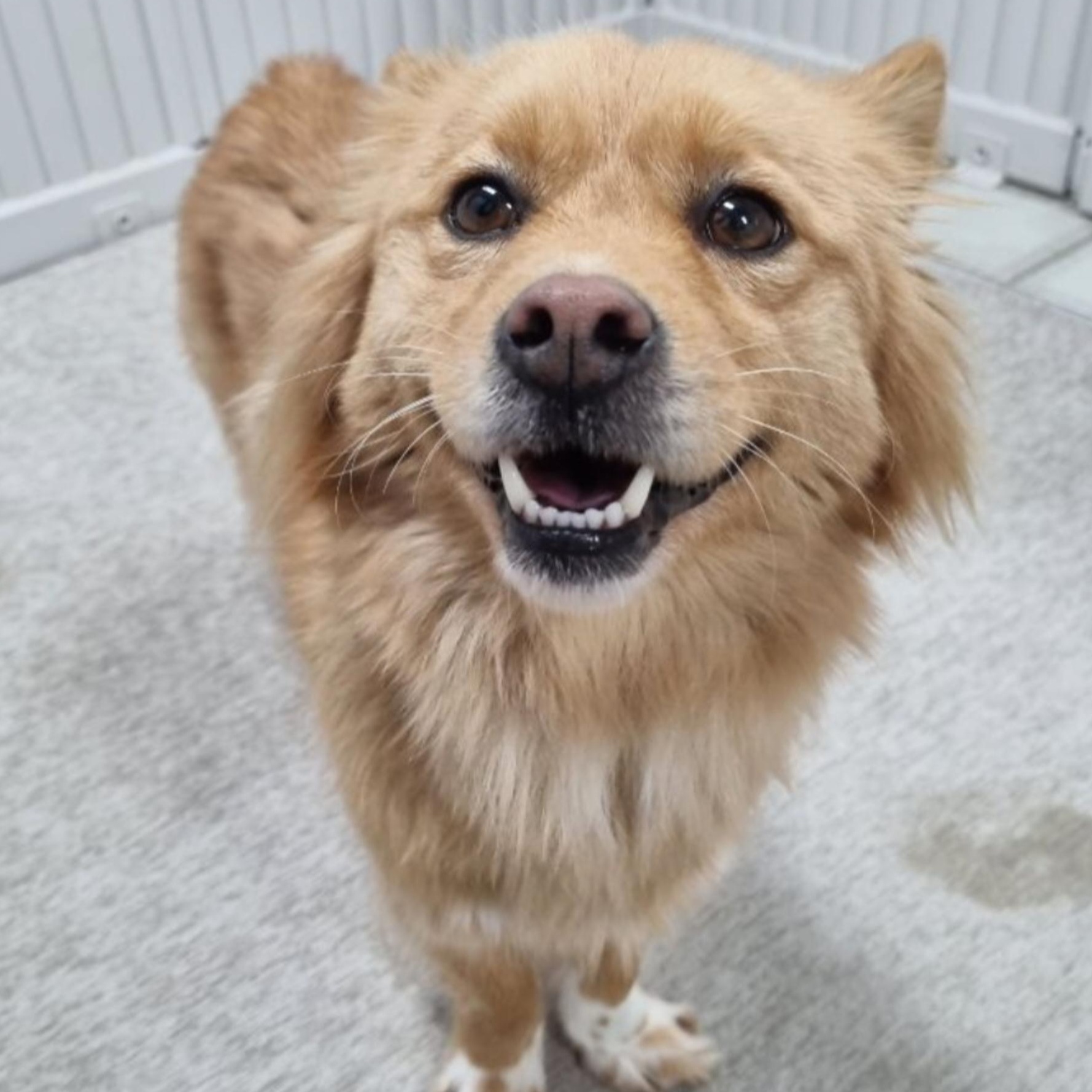MISO, Adoptable, Adult Female Pomeranian.