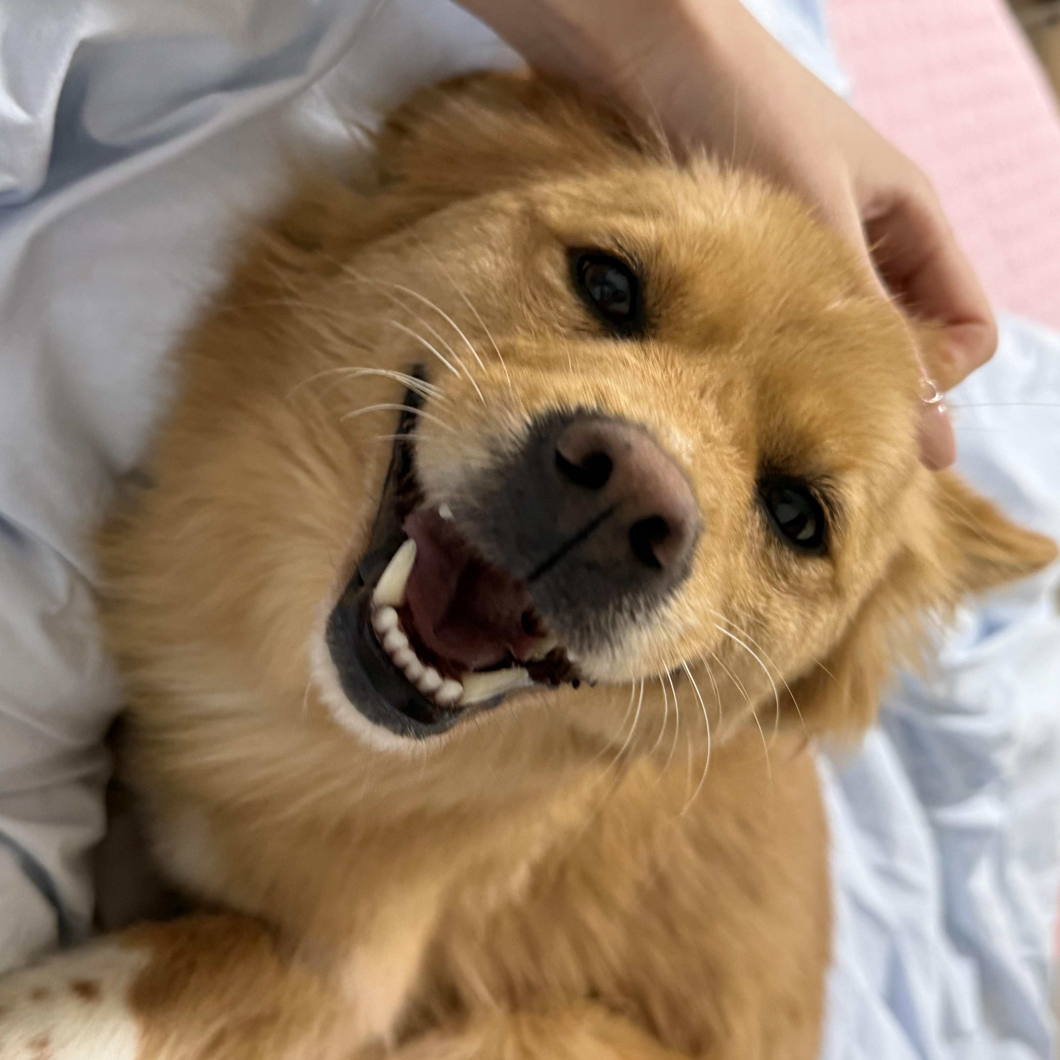 MISO, a Adoptable mixed breed in Duluth, GA image 3/6