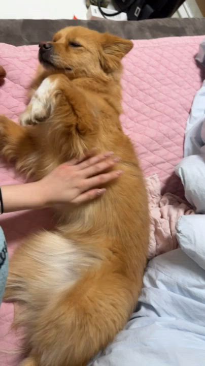 Enlarge MISO, a Adoptable mixed breed in Duluth, GA video 5/6