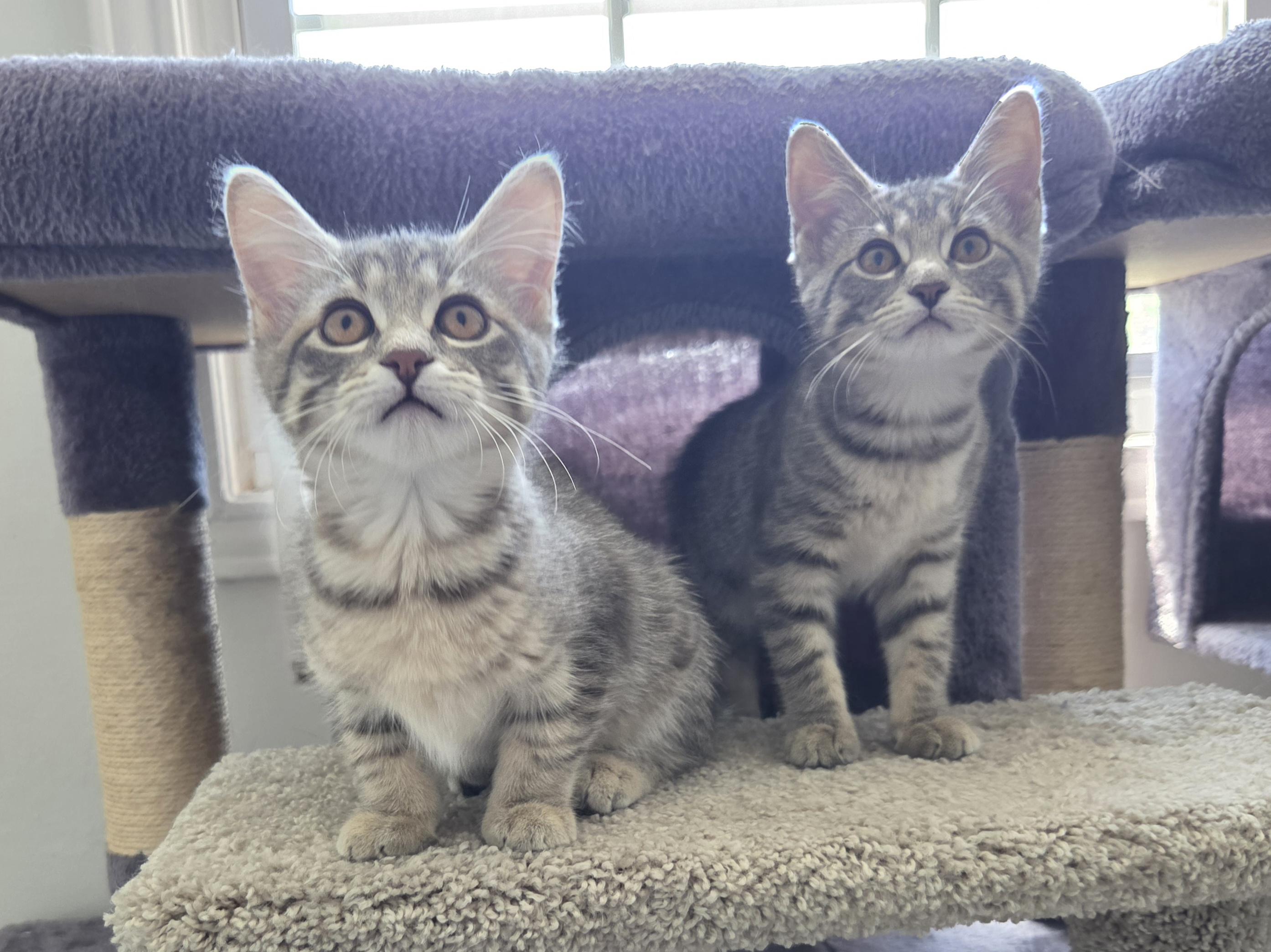 Enlarge Cupcake & Pudding, a ADOPTABLE Tabby in Mount Clemens, MI image 2/6