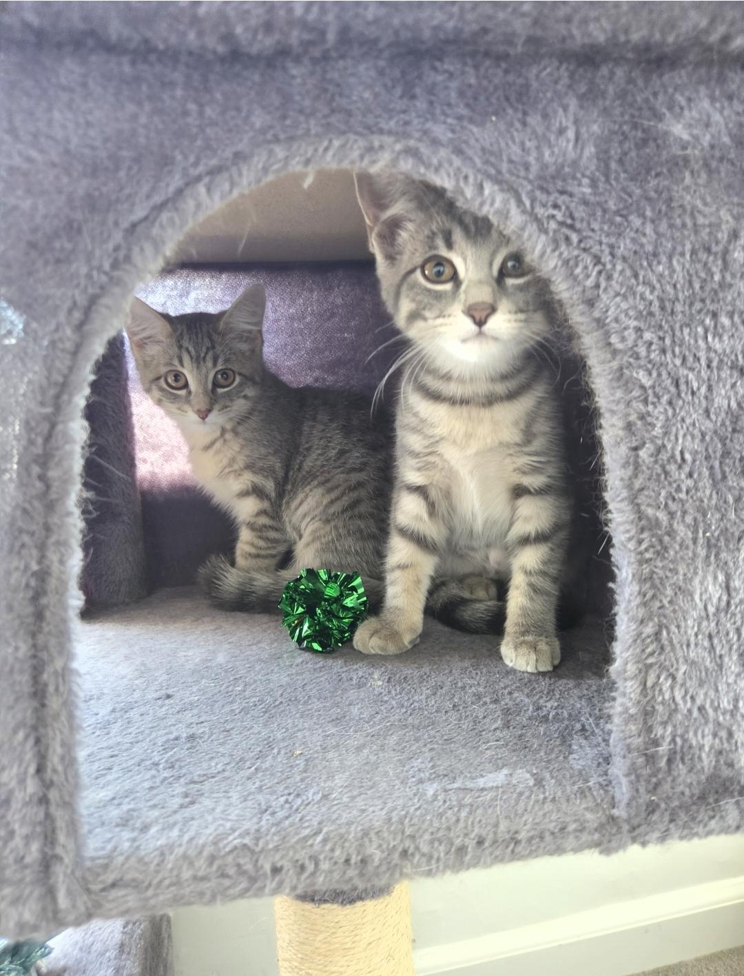 Enlarge Cupcake & Pudding, a ADOPTABLE Tabby in Mount Clemens, MI image 3/6