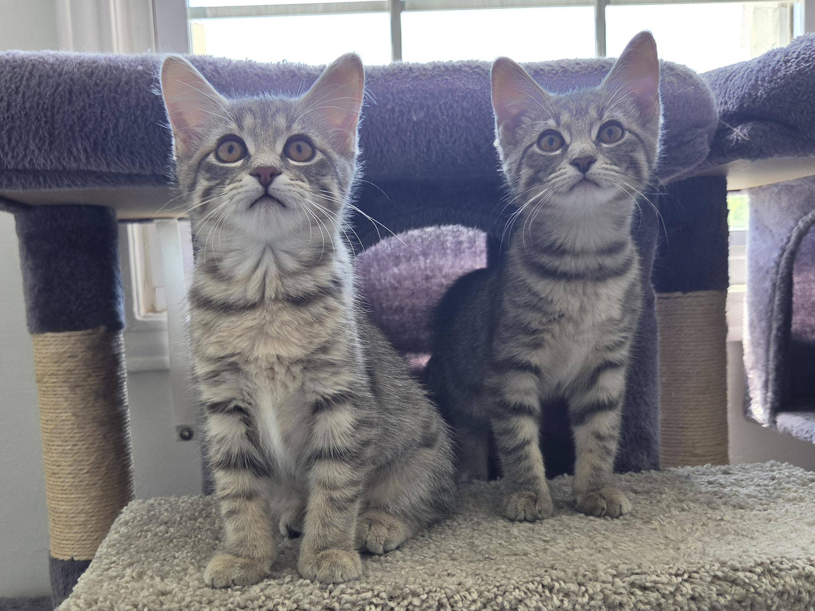 Cupcake & Pudding, ADOPTABLE, Kitten Female Tabby.