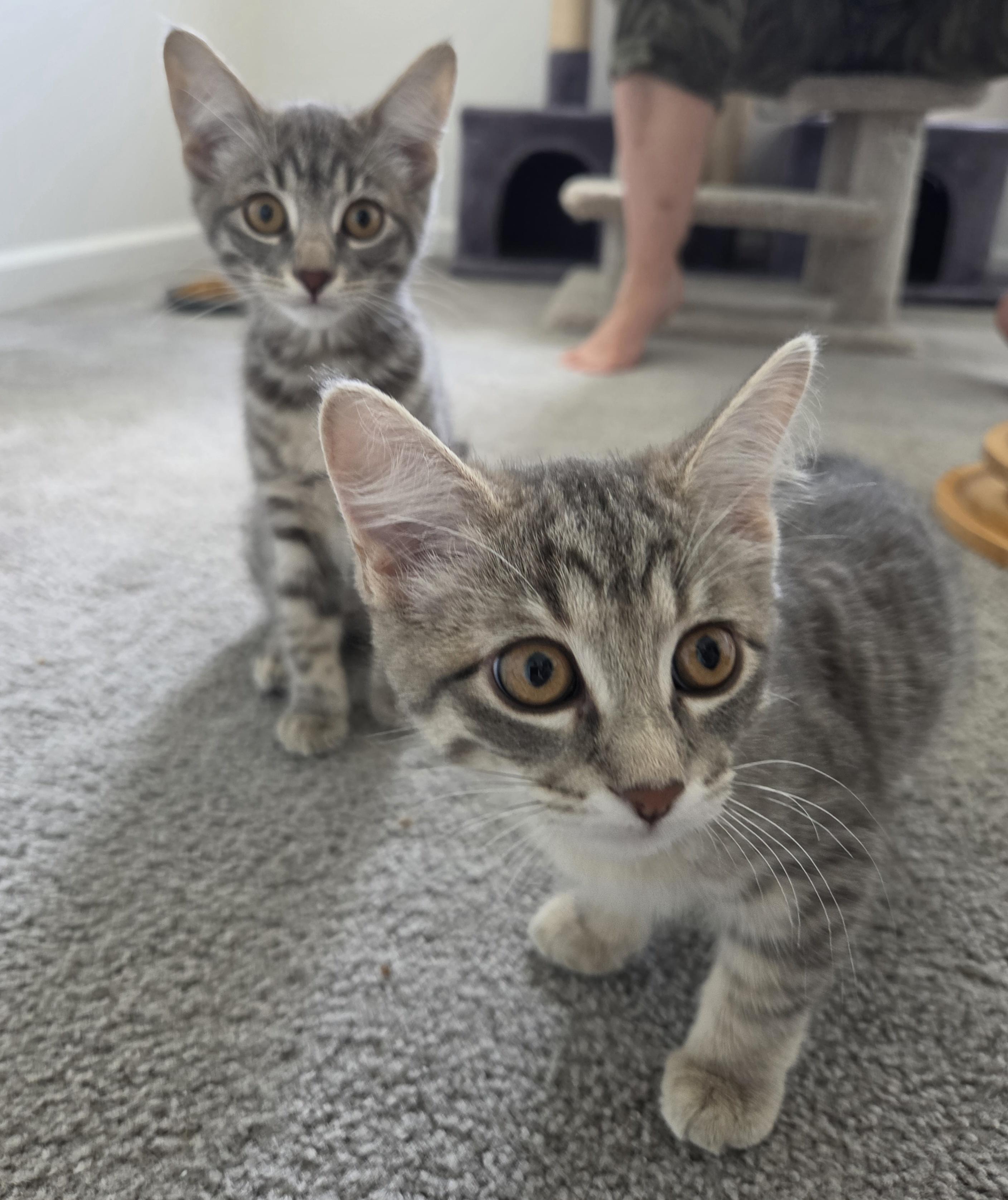 Enlarge Cupcake & Pudding, a ADOPTABLE Tabby in Mount Clemens, MI image 5/6