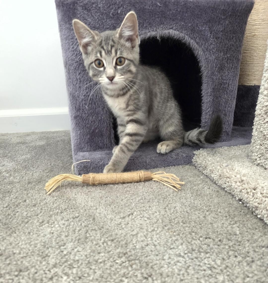 Enlarge Cupcake & Pudding, a ADOPTABLE Tabby in Mount Clemens, MI image 4/6