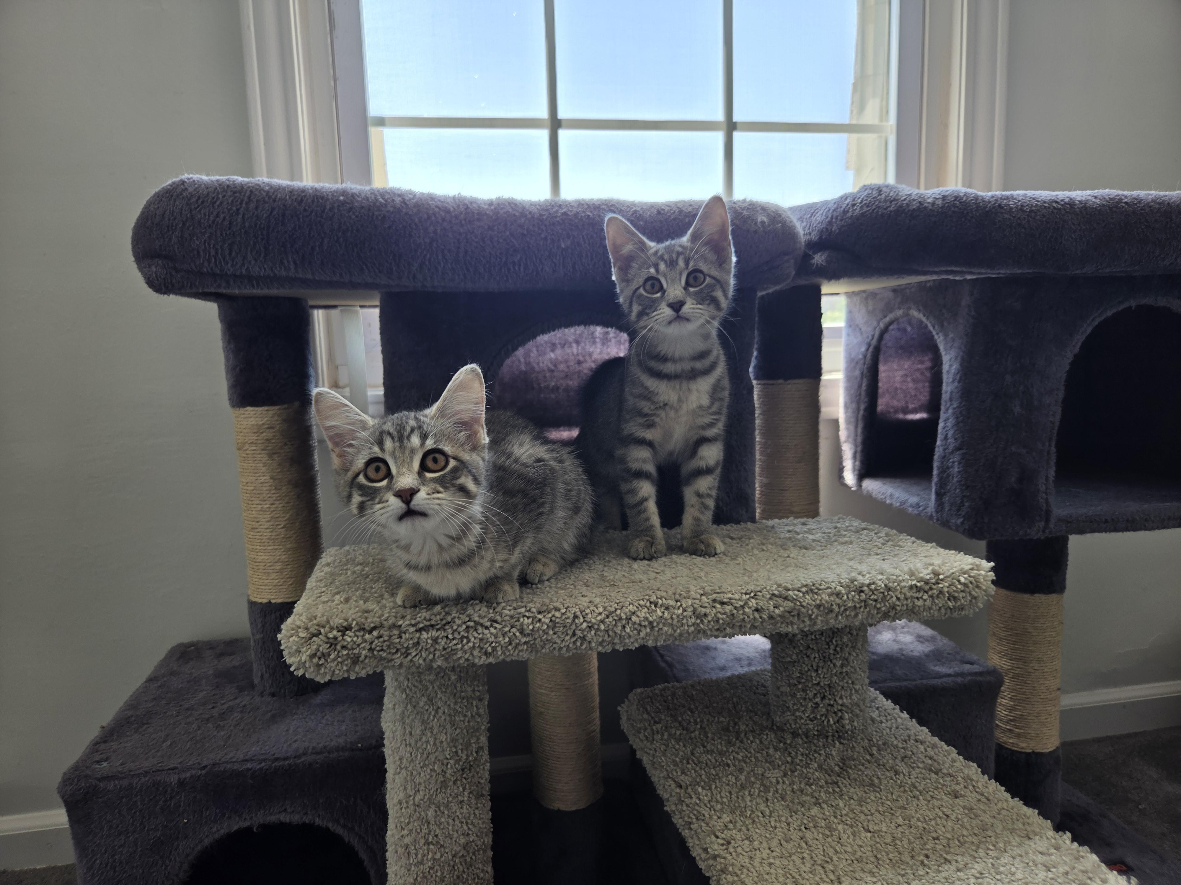 Enlarge Cupcake & Pudding, a ADOPTABLE Tabby in Mount Clemens, MI image 6/6