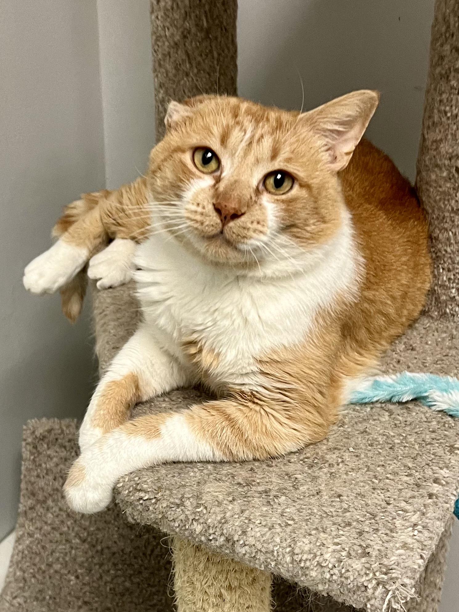 Jonathan, ADOPTABLE, Adult Male Domestic Short Hair.