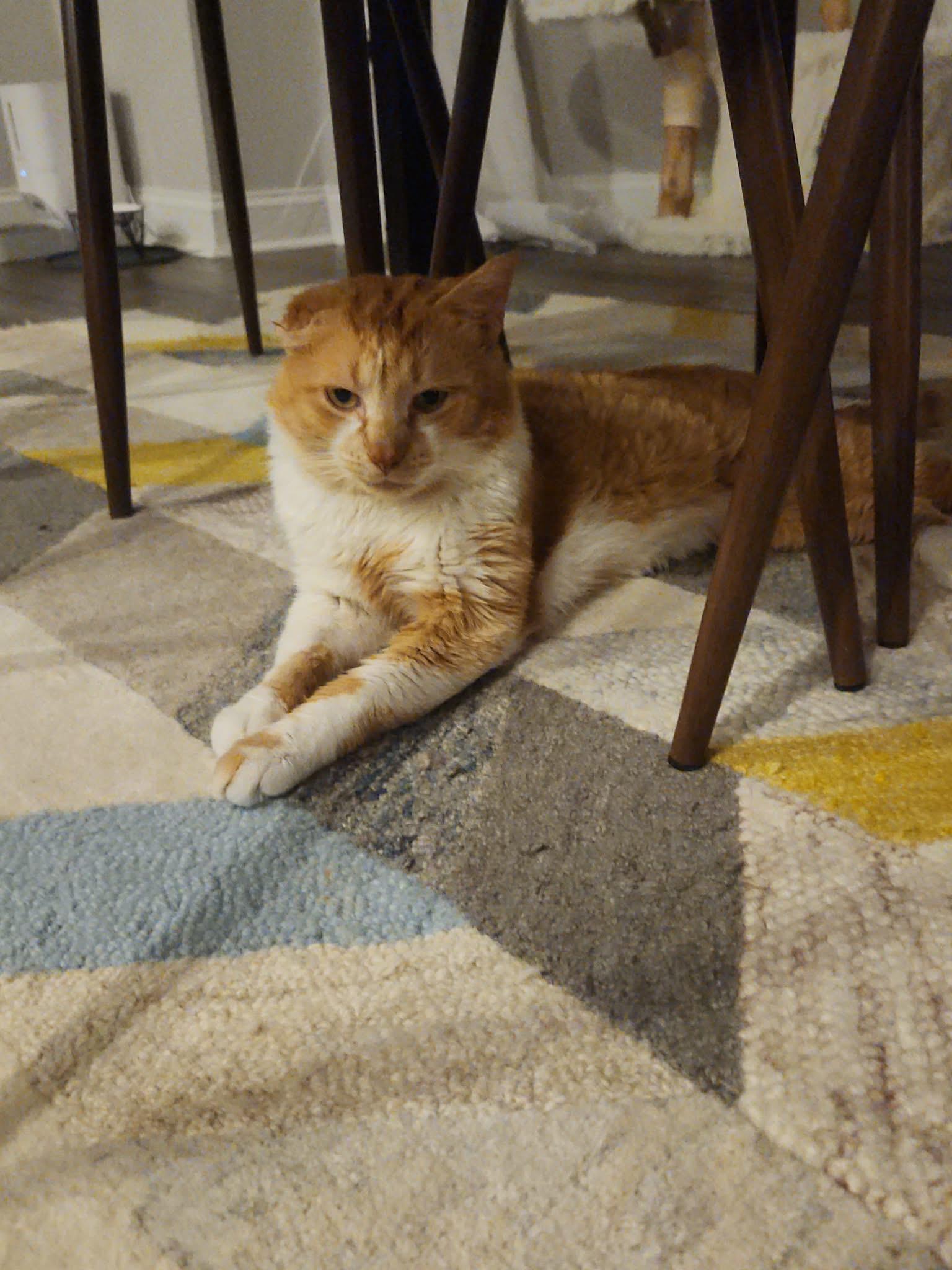 Jonathan, a ADOPTABLE Domestic Short Hair in Warminster, PA image 4/6