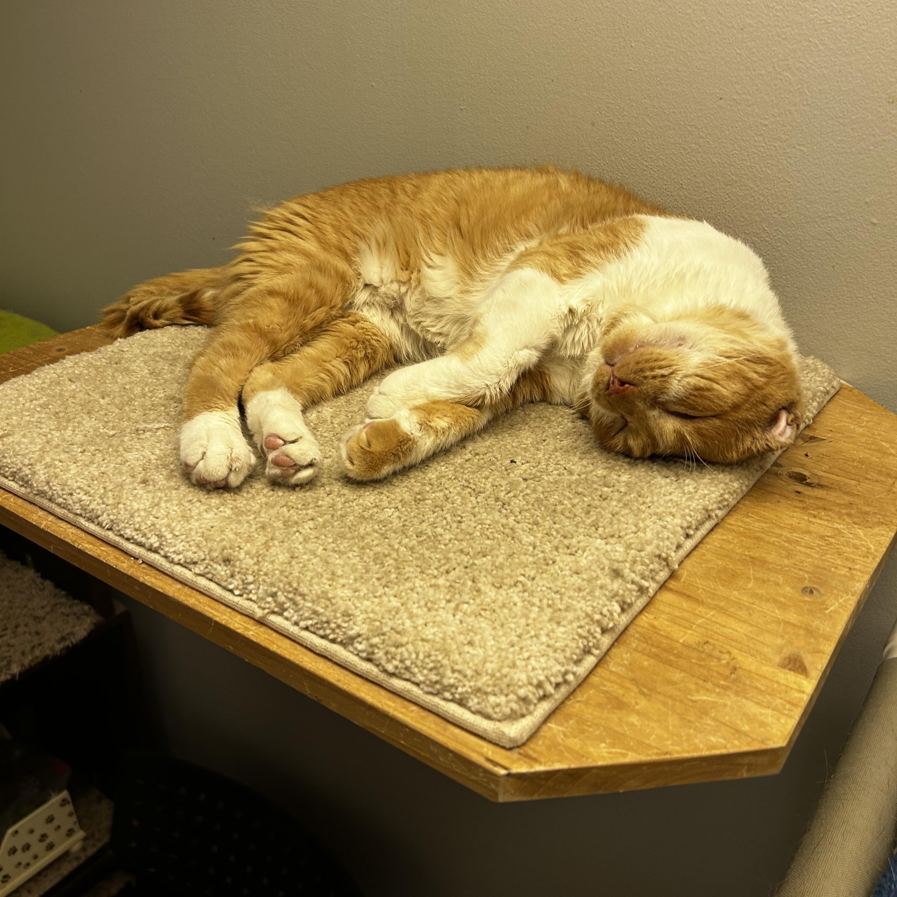 Enlarge Jonathan, a ADOPTABLE Domestic Short Hair in Warminster, PA image 6/6