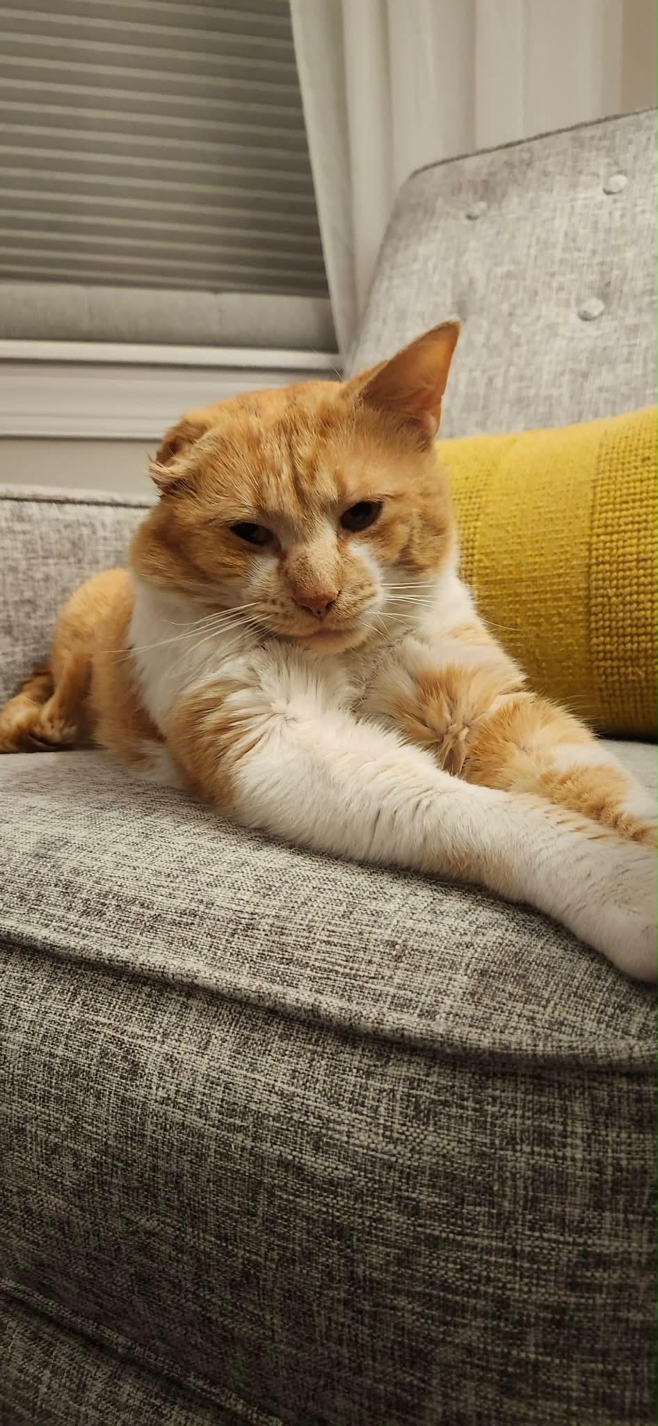 Jonathan, a ADOPTABLE Domestic Short Hair in Warminster, PA image 5/6