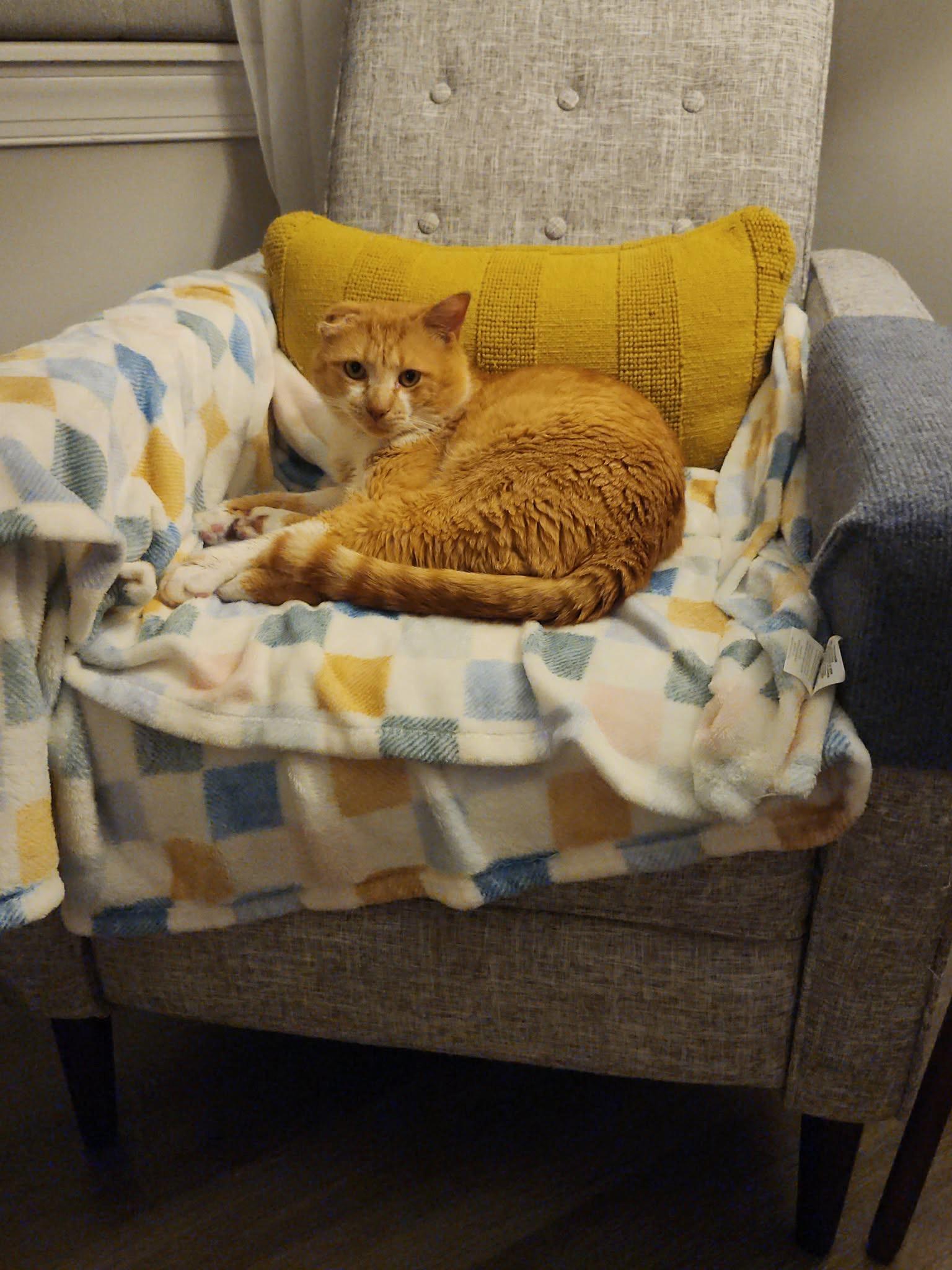 Jonathan, a ADOPTABLE Domestic Short Hair in Warminster, PA image 2/6