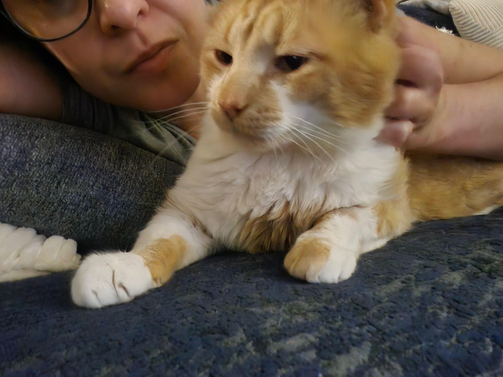 Jonathan, a ADOPTABLE Domestic Short Hair in Warminster, PA image 3/6
