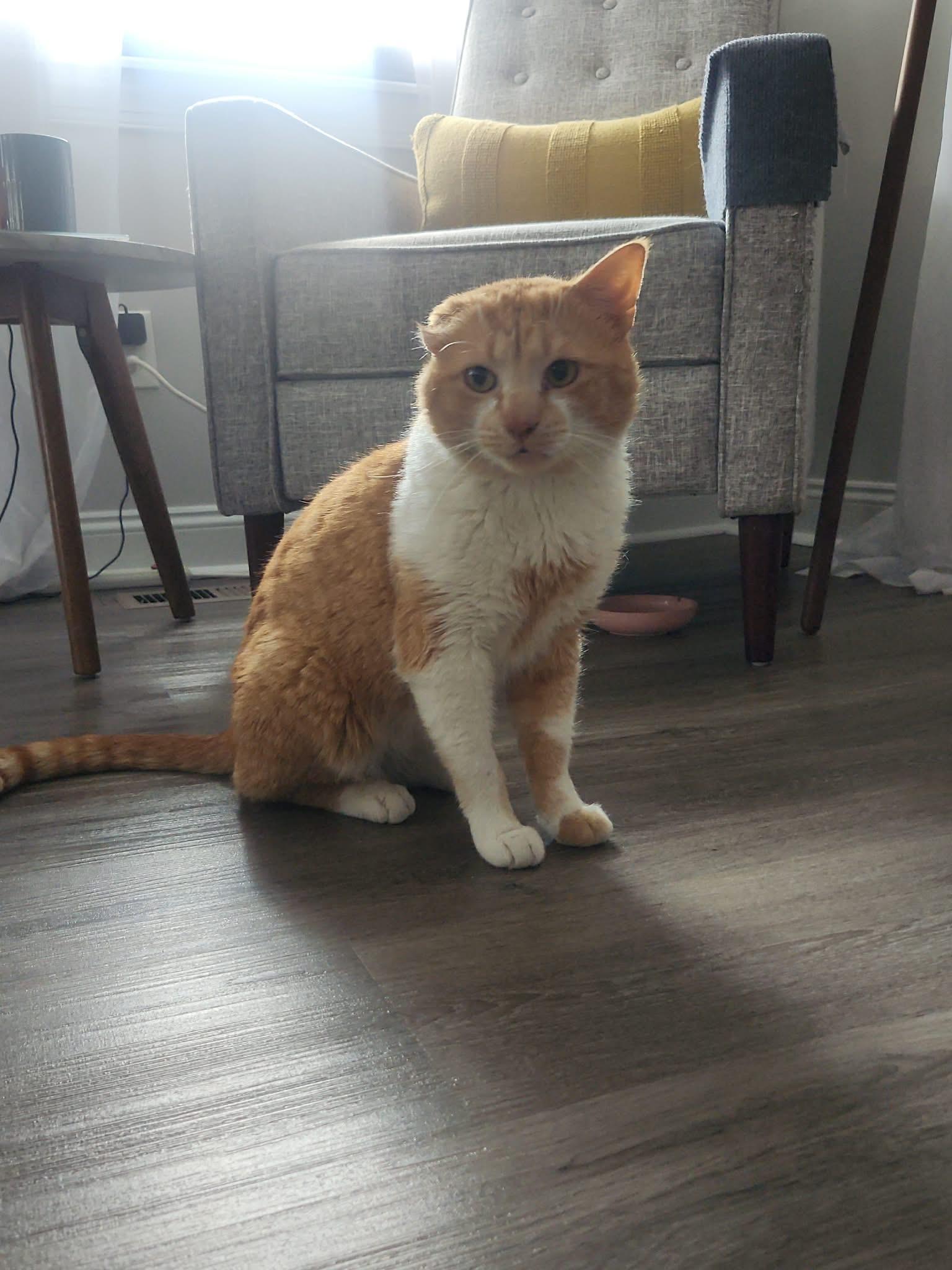 Jonathan, a ADOPTABLE Domestic Short Hair in Warminster, PA image 6/6