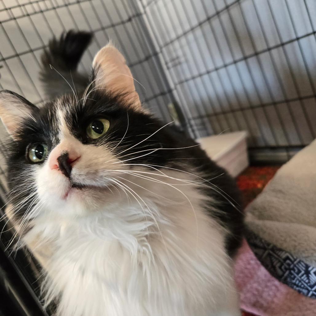 Farah, Senior Female unknown