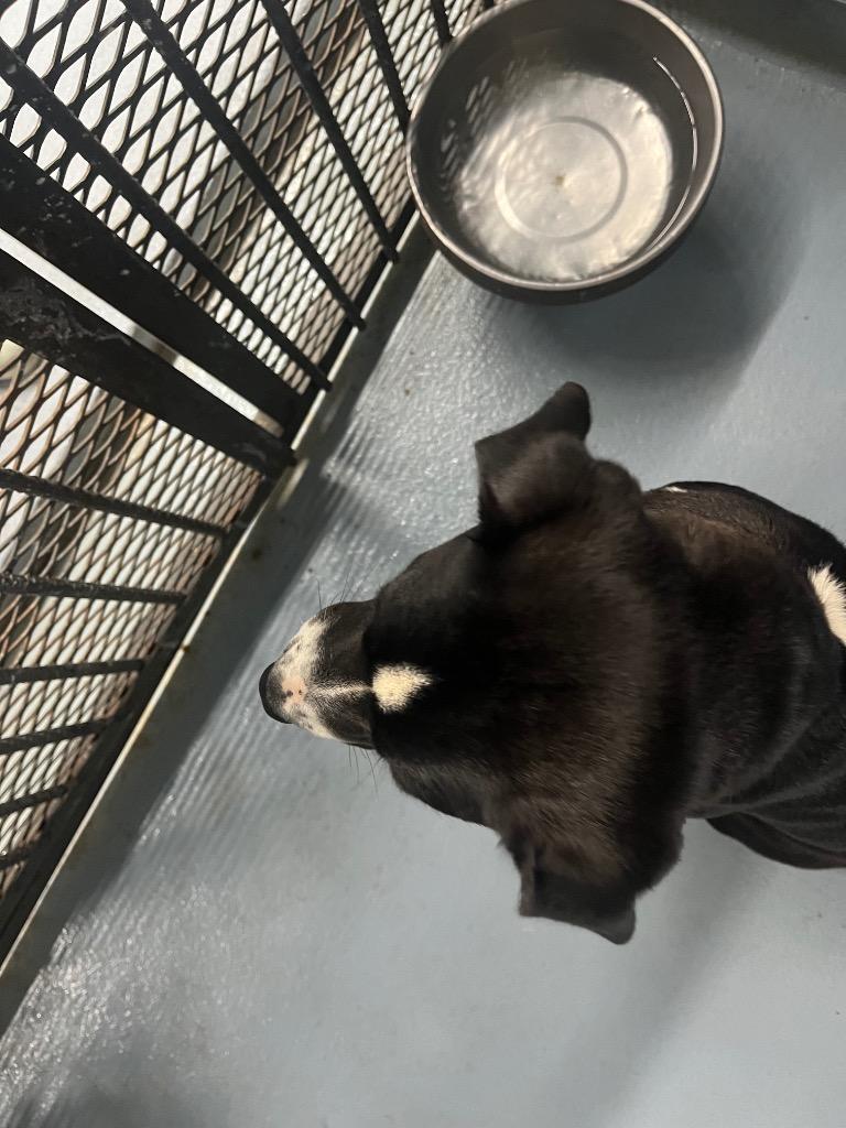 Mia, Adoptable, Young Female Mixed Breed.