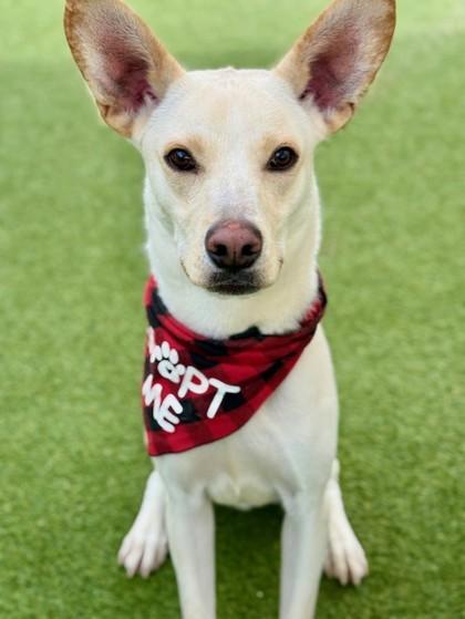 Enlarge Bolt, a Adoptable mixed breed in Fort Worth, TX image 1/3