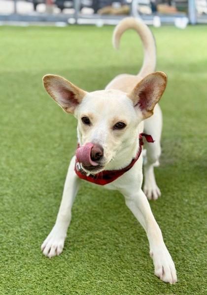 Bolt, Adoptable, Adult Male Mixed Breed & Mixed Breed.
