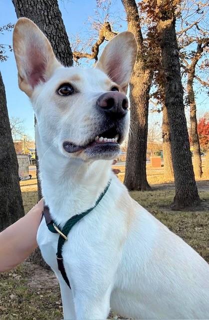 Enlarge Bolt, a Adoptable mixed breed in Fort Worth, TX image 3/3