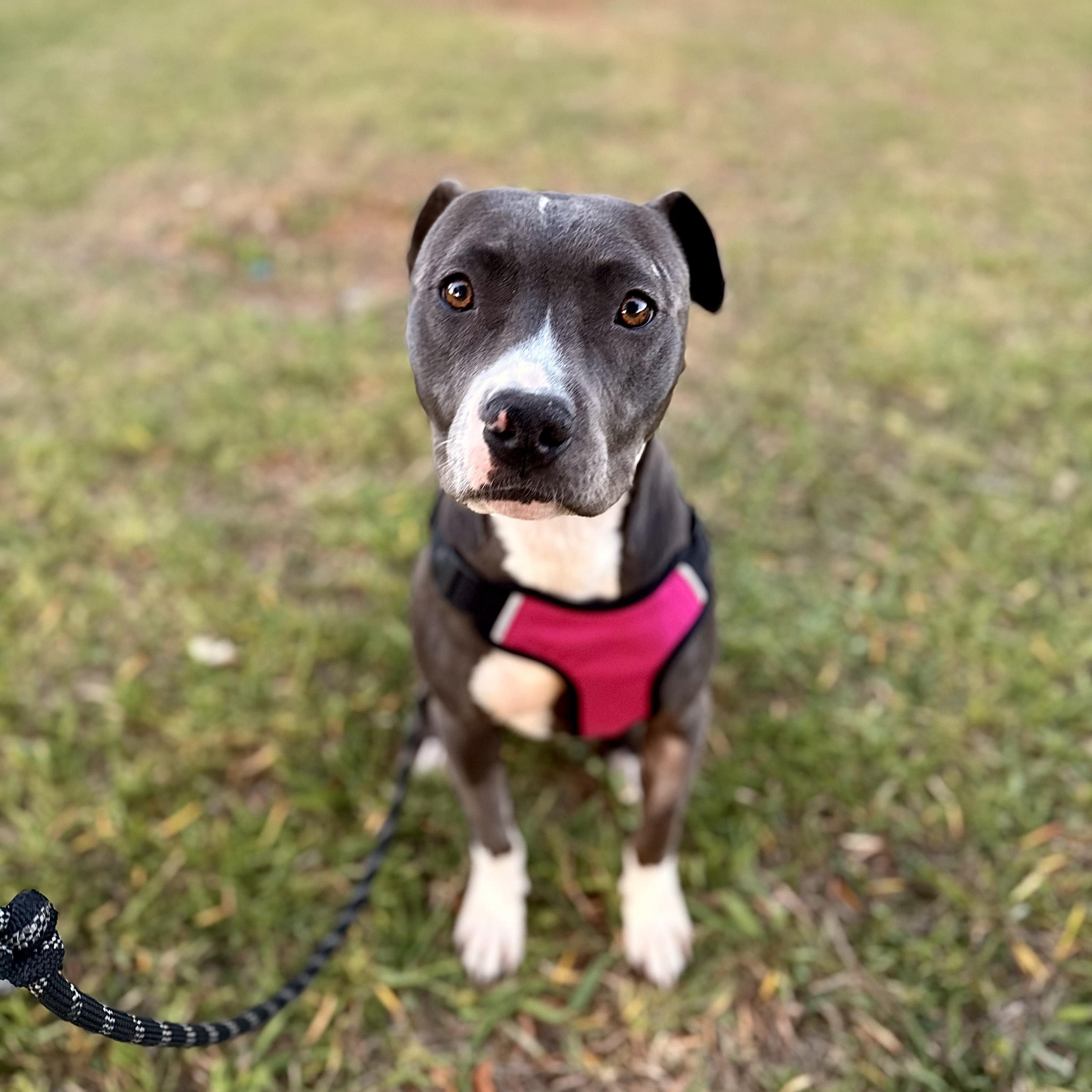 Enlarge Rosie, a Adoptable Pit Bull Terrier in Los Angeles, CA image 1/6