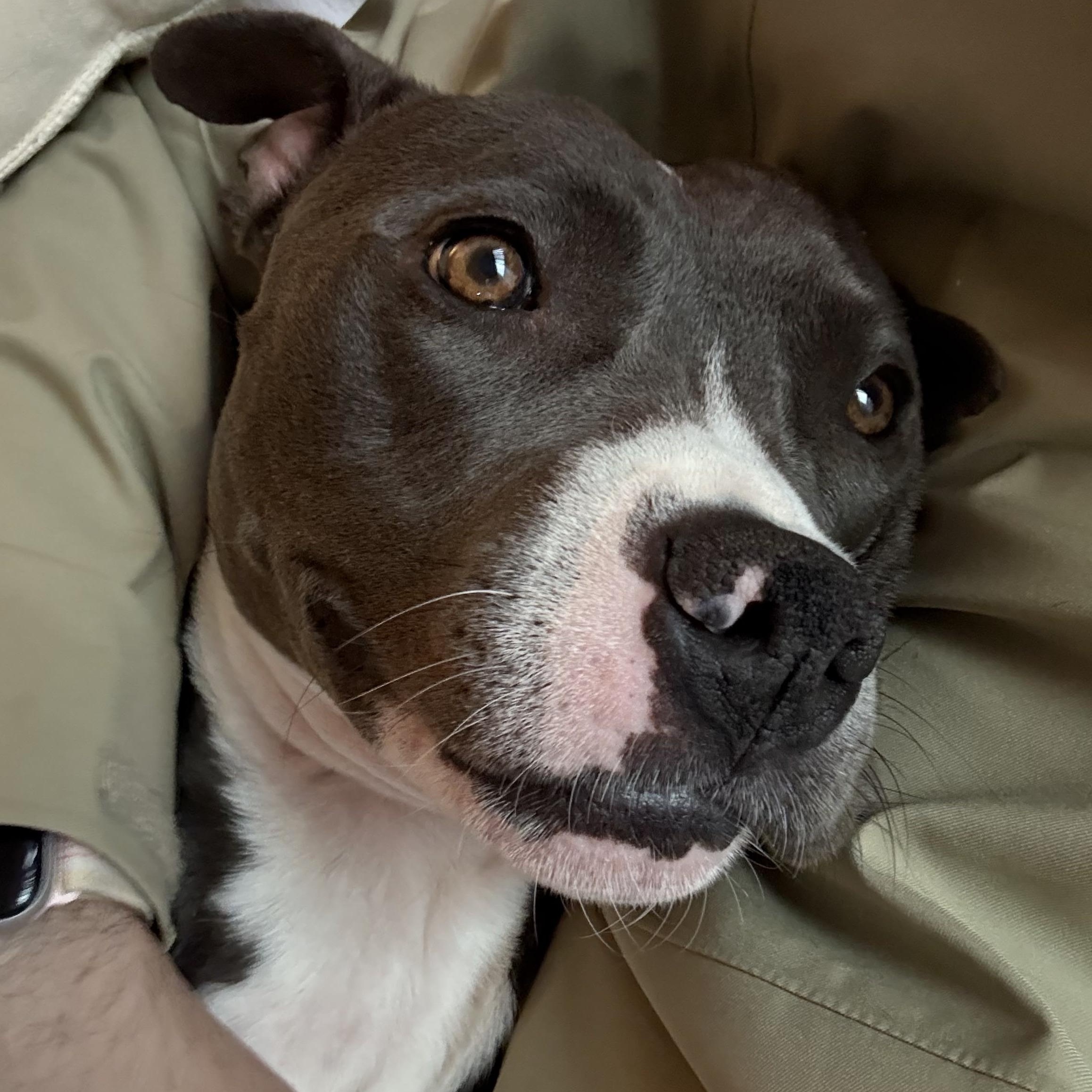 Enlarge Rosie, a Adoptable Pit Bull Terrier in Los Angeles, CA image 2/6