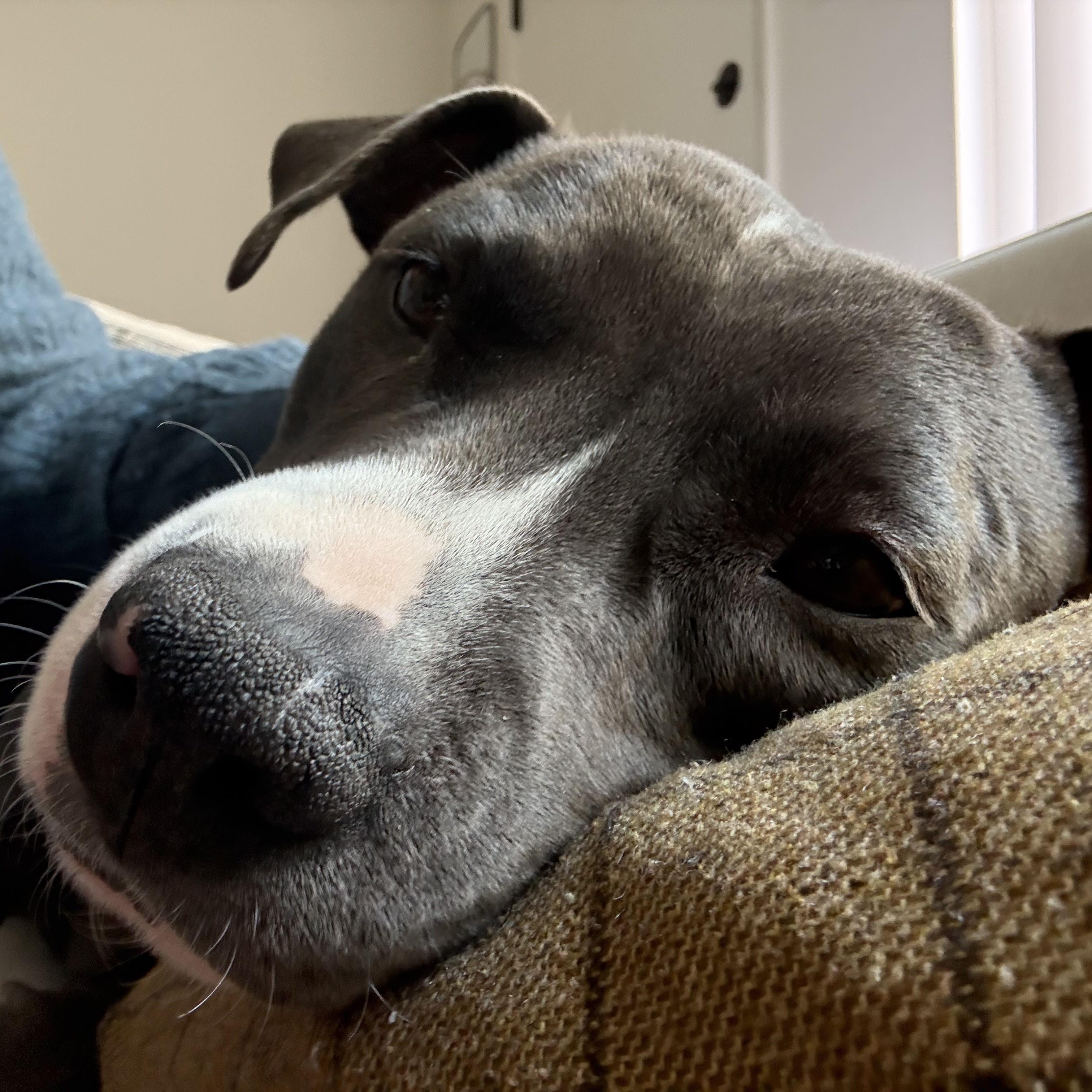 Enlarge Rosie, a Adoptable Pit Bull Terrier in Los Angeles, CA image 3/6