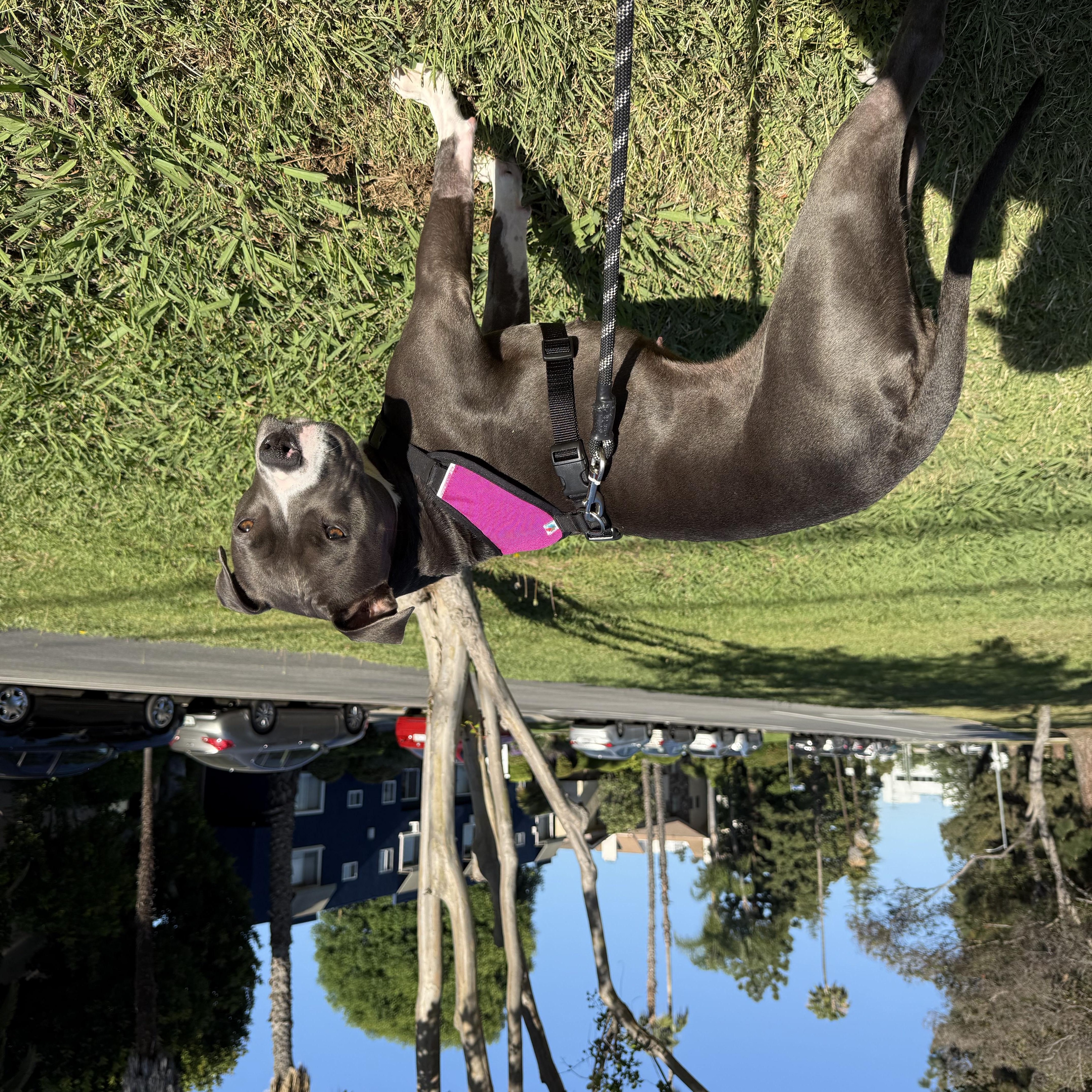 Enlarge Rosie, a Adoptable Pit Bull Terrier in Los Angeles, CA image 4/6