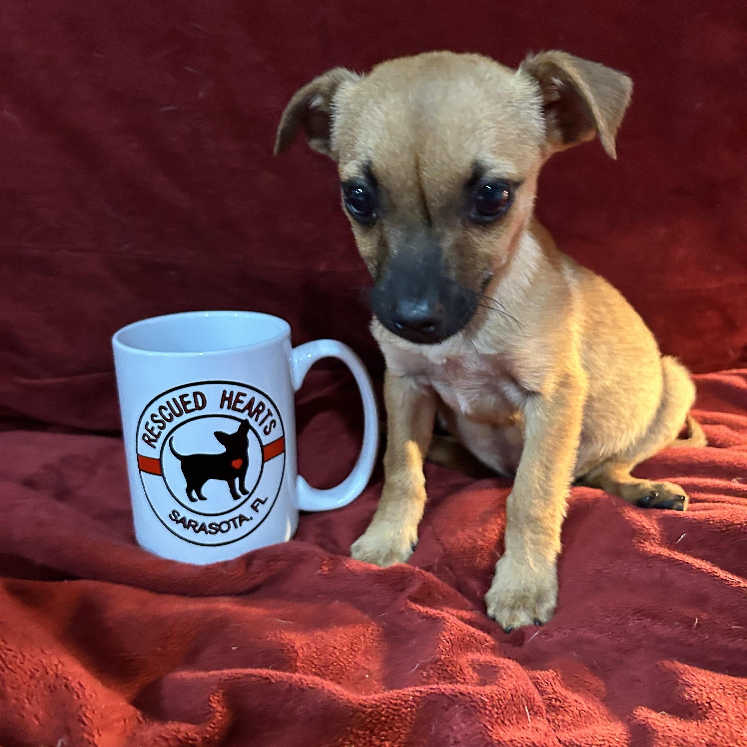 Annabelle, an adopted mixed breed in Sarasota, FL image 3/4