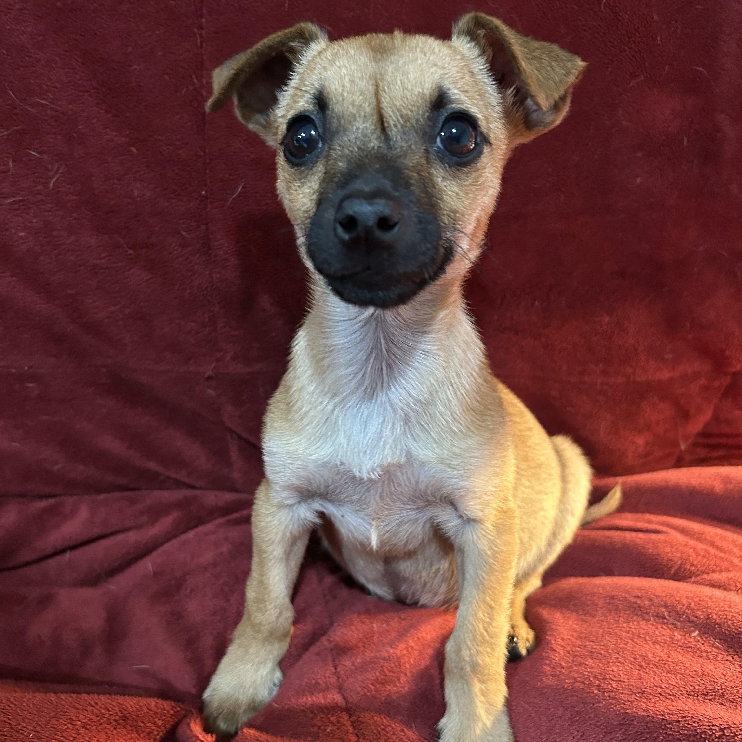 Annabelle, an adopted mixed breed in Sarasota, FL image 2/4