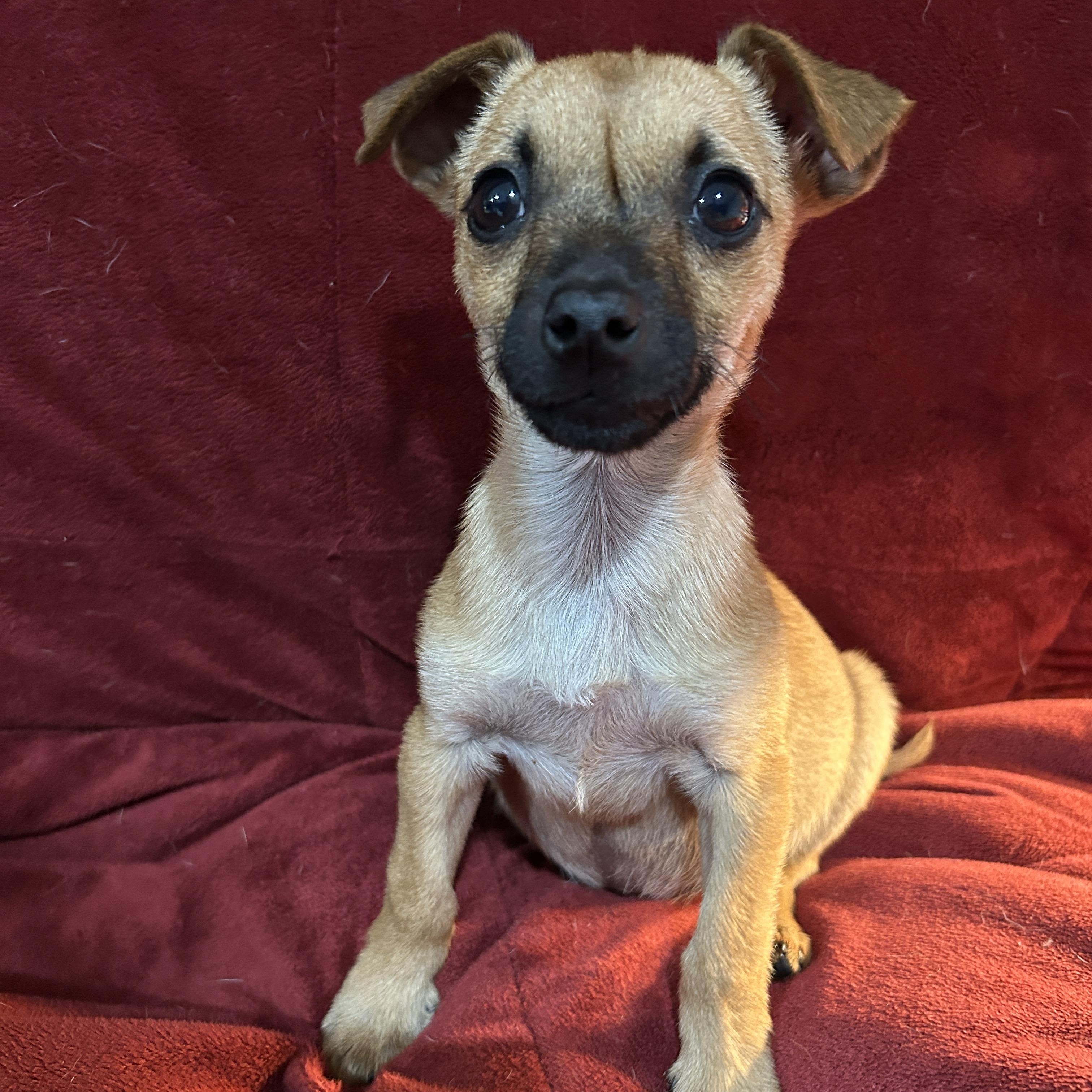 Annabelle, an adopted mixed breed in Sarasota, FL image 4/4