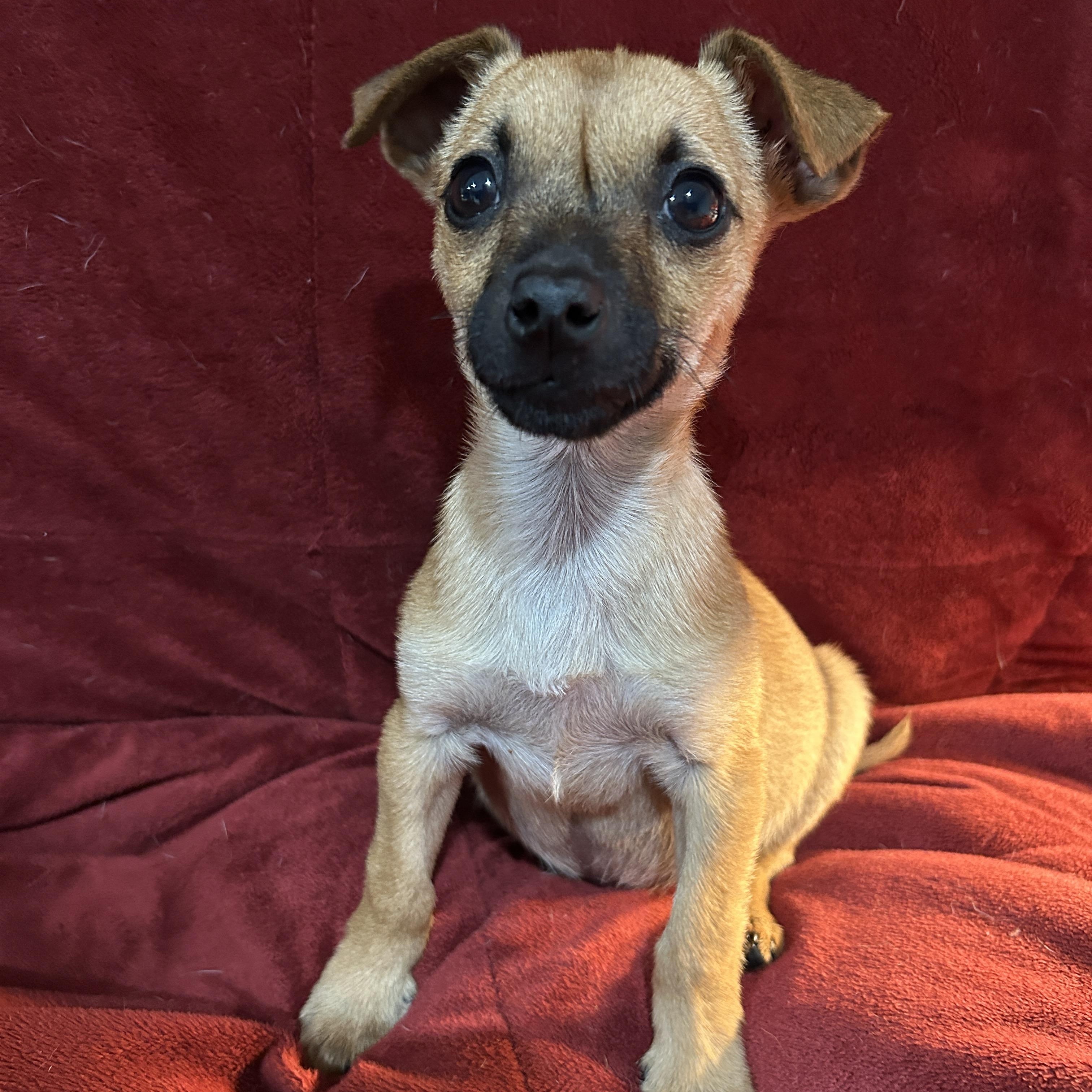 Annabelle, adopted, Puppy Female Chihuahua & Dachshund.